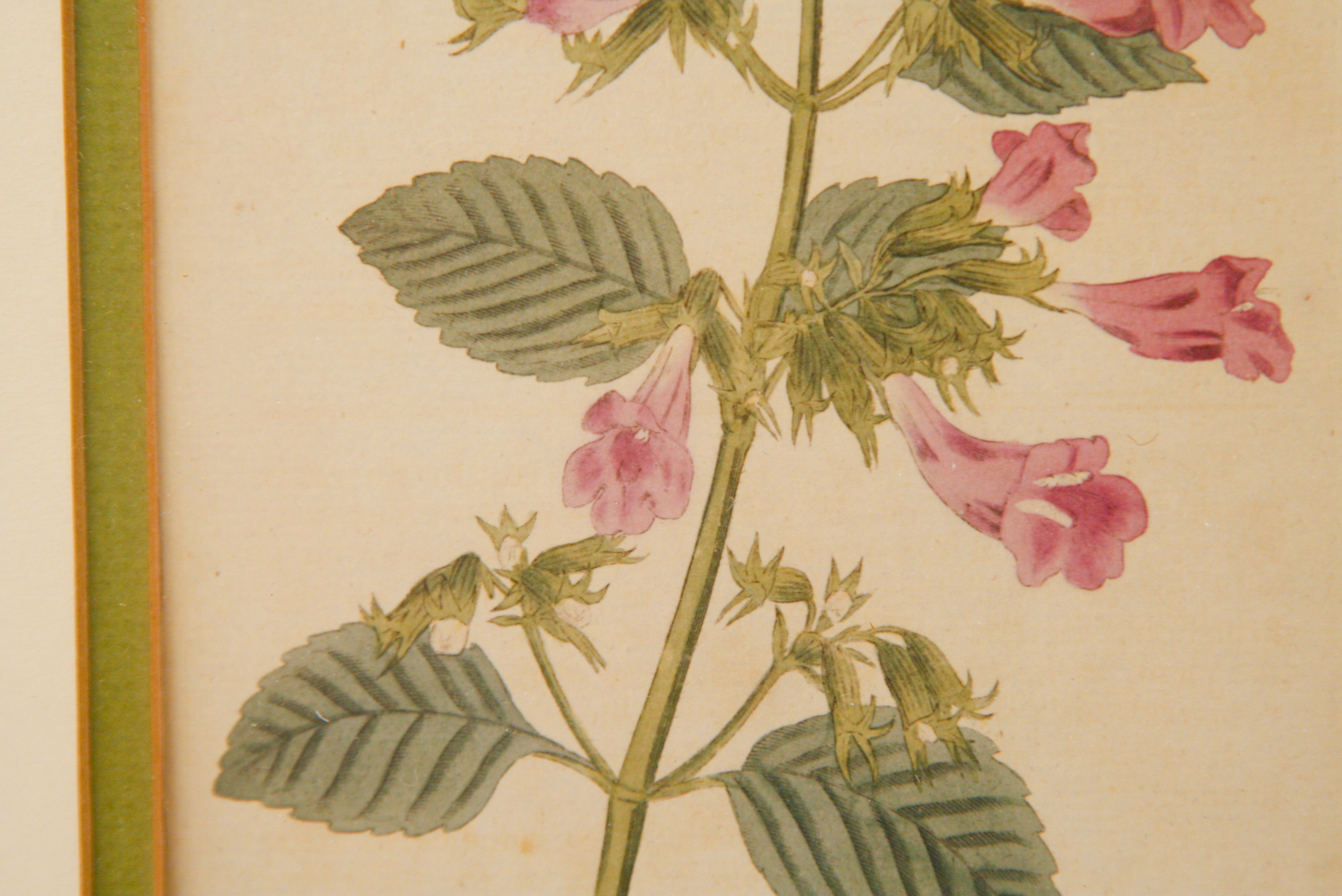 Pair of Framed W. Curtis Botanic Garden Magazine Hand-Colored Engravings