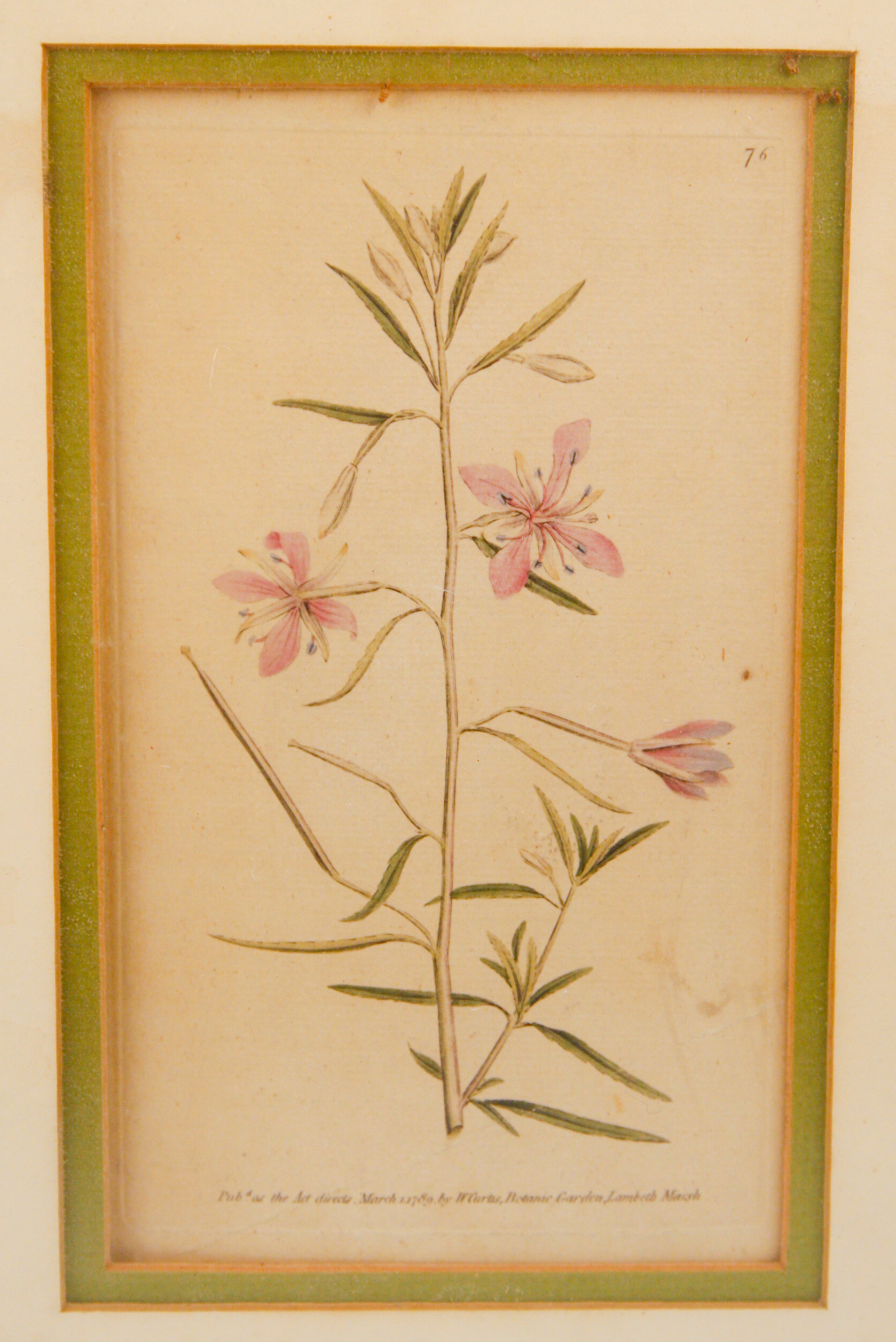 Pair of Framed W. Curtis Botanic Garden Magazine Hand-Colored Engravings