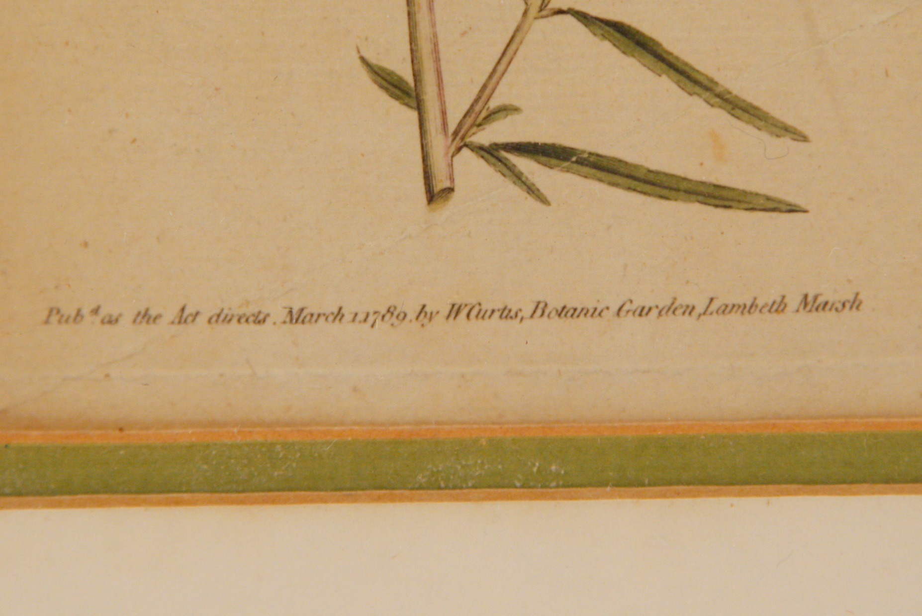 Pair of Framed W. Curtis Botanic Garden Magazine Hand-Colored Engravings