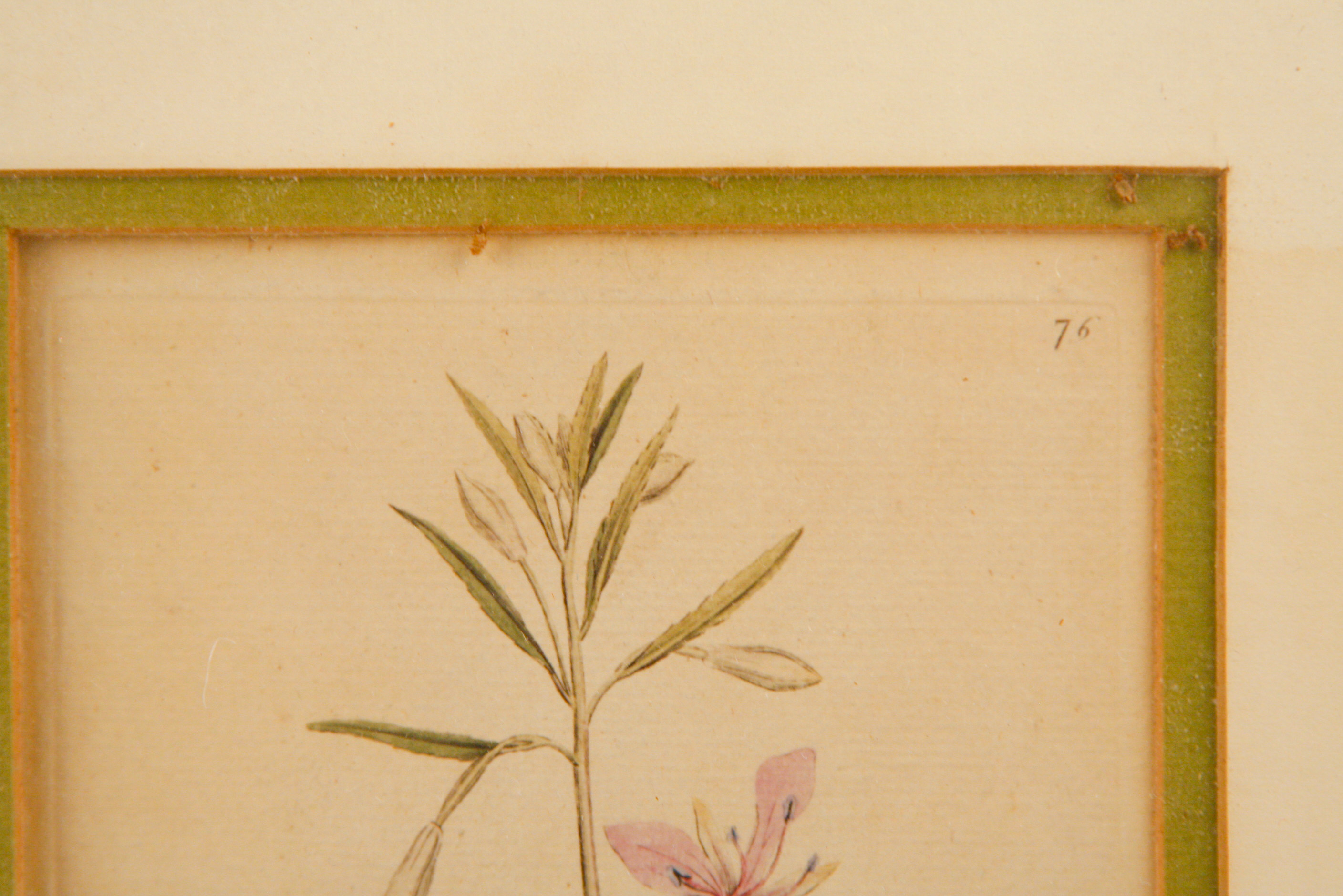 Pair of Framed W. Curtis Botanic Garden Magazine Hand-Colored Engravings