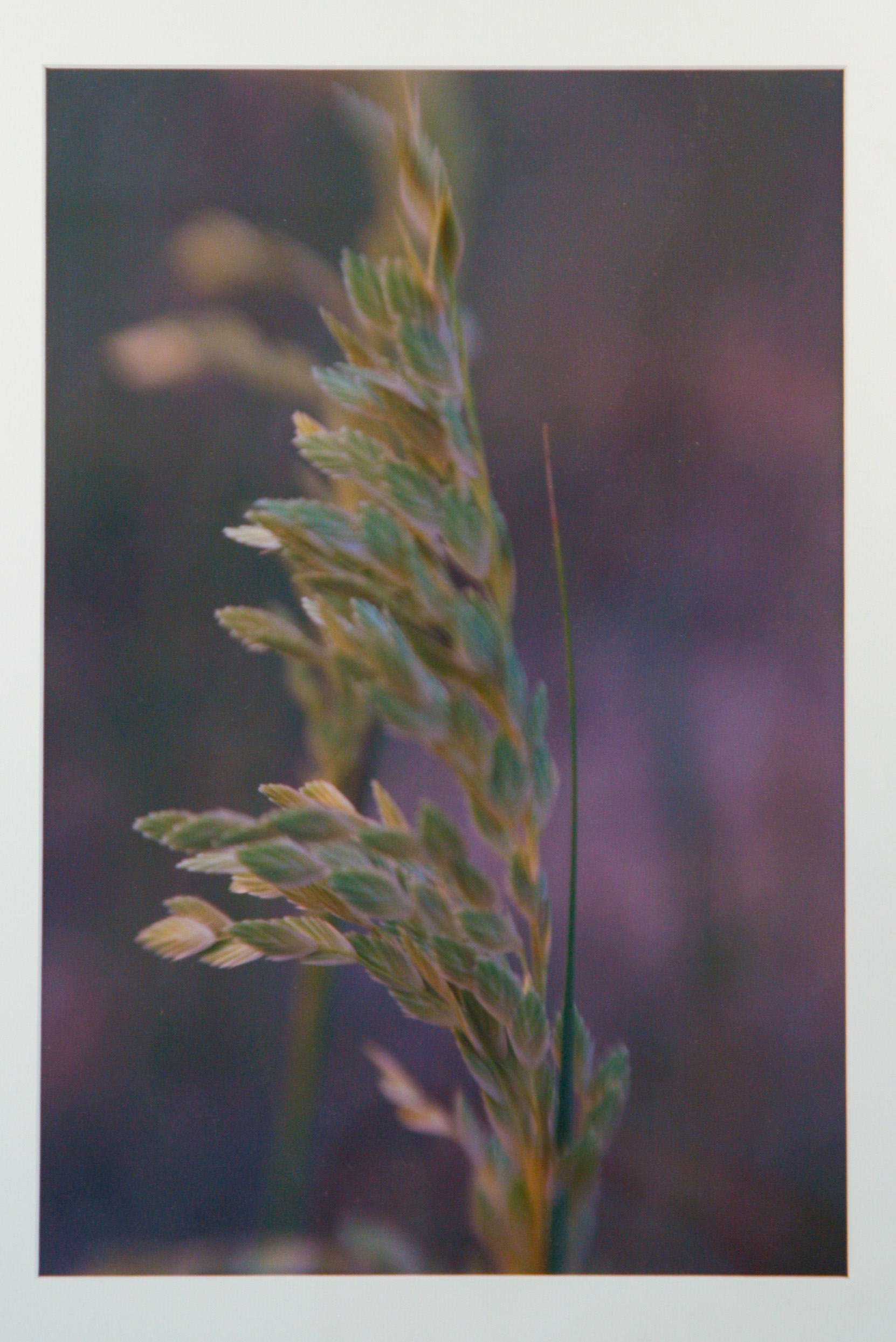 Framed Chromogenic Photograph of a Grass Stalk Blowing in the Wind