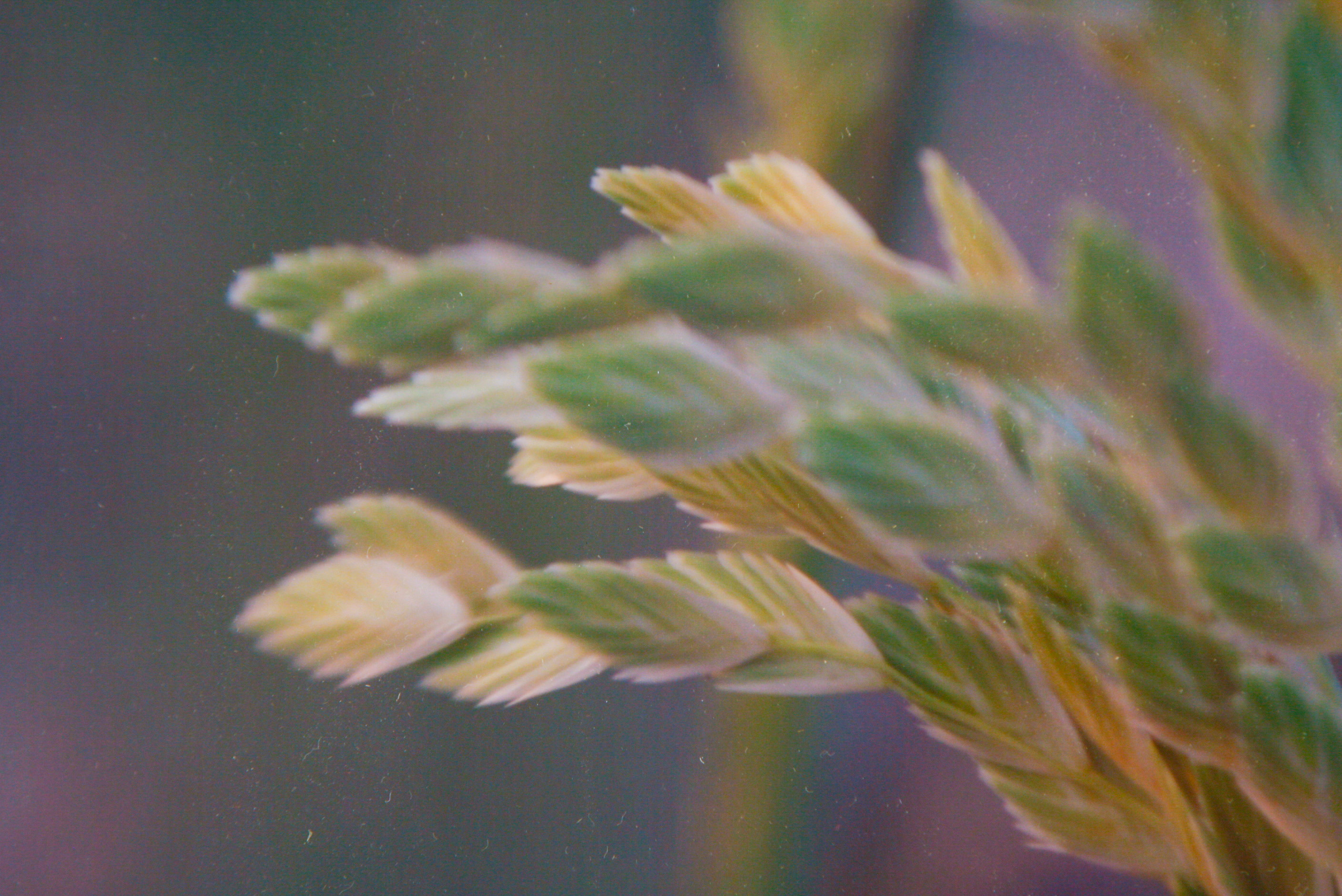 Framed Chromogenic Photograph of a Grass Stalk Blowing in the Wind