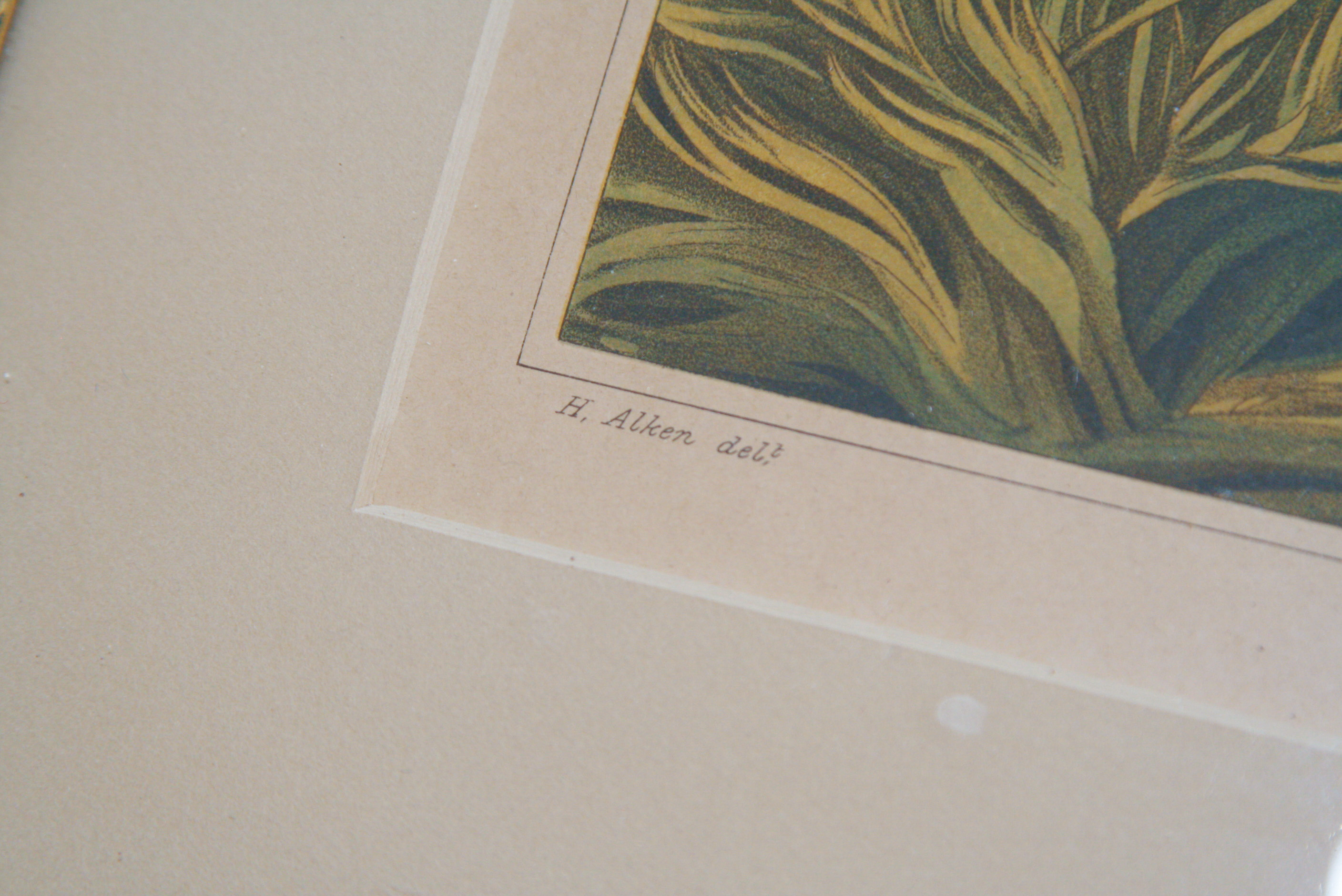 Group of Three 1820 Henry Alken Chromolithographs