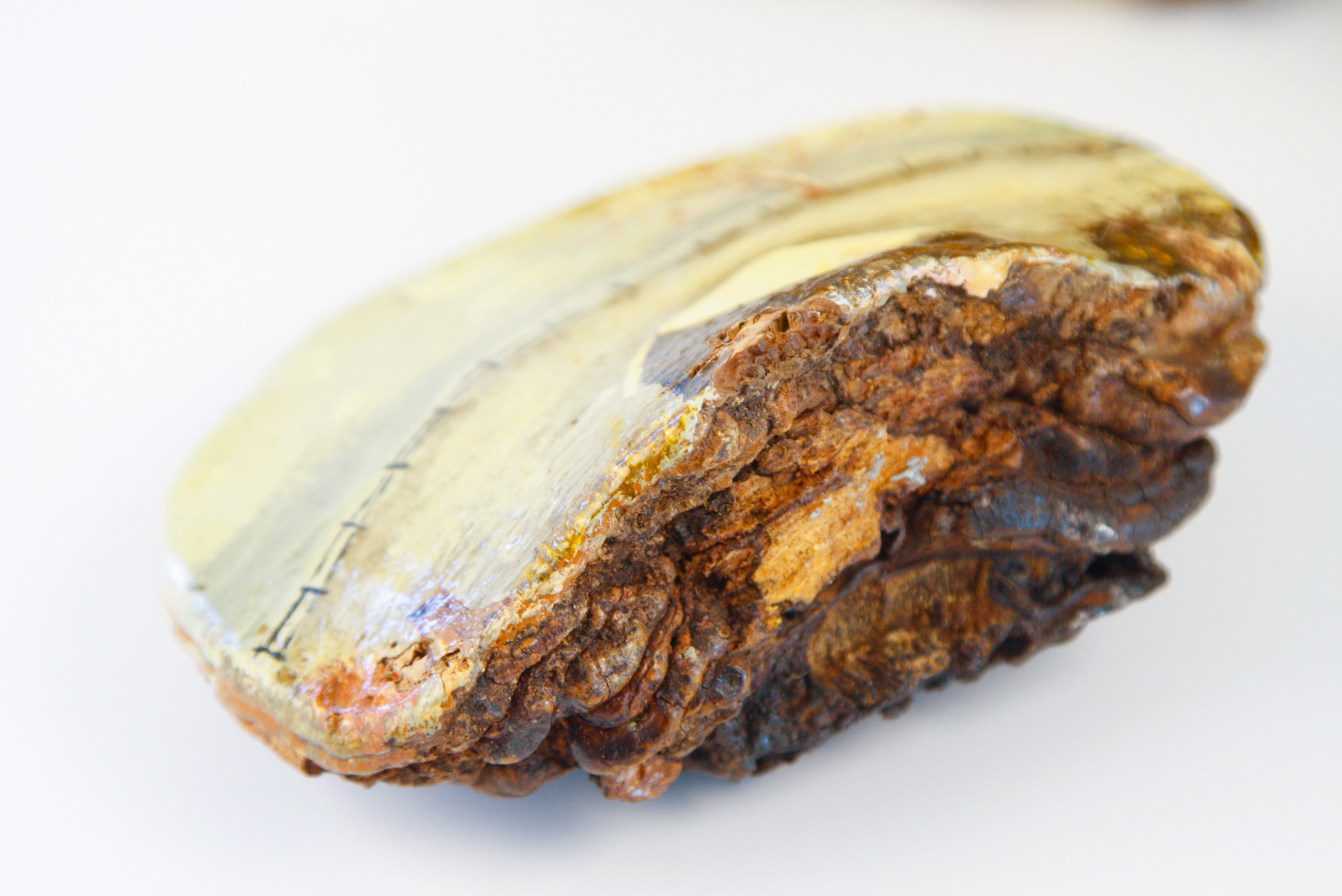 Collection of Tree Conk Art