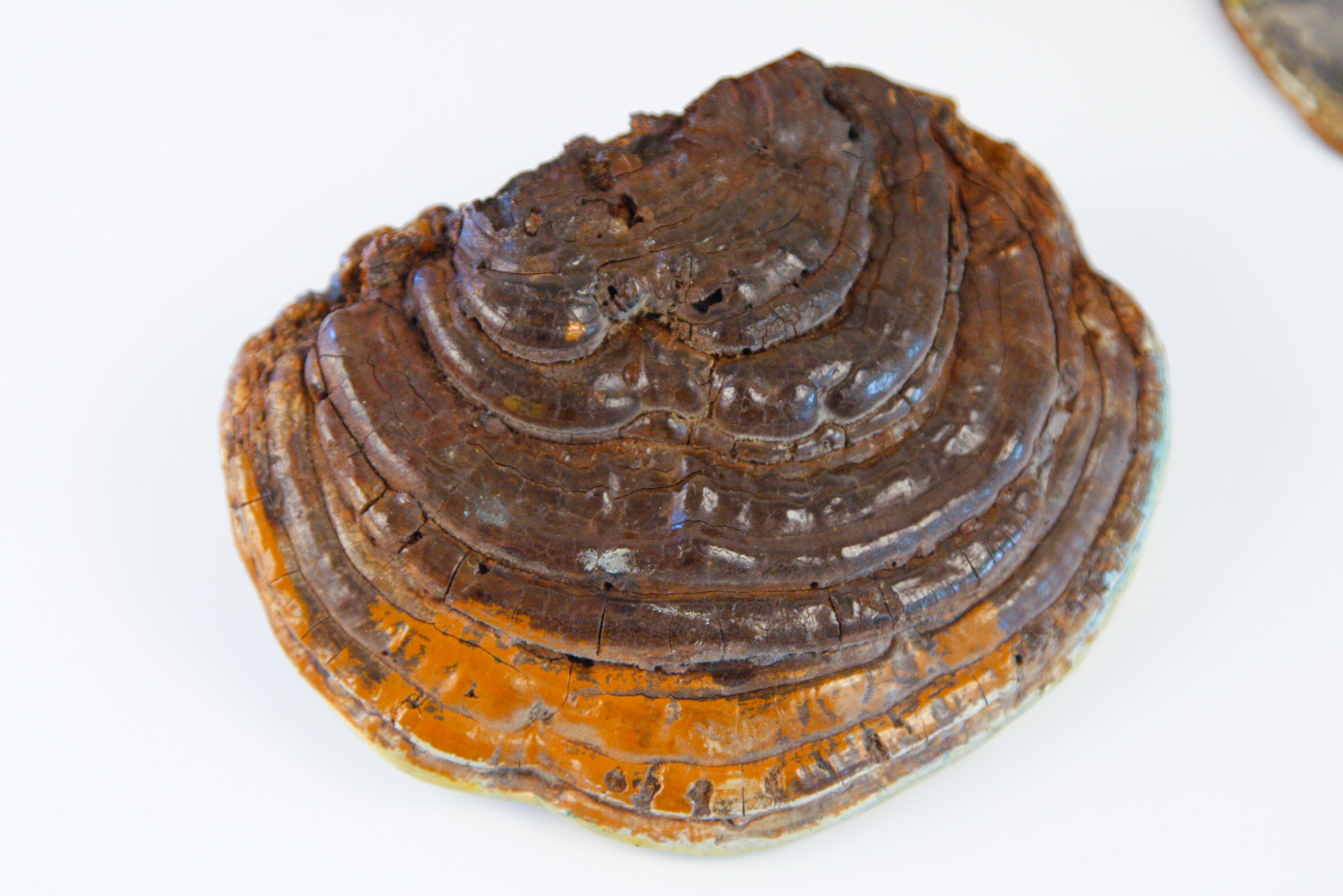 Collection of Tree Conk Art