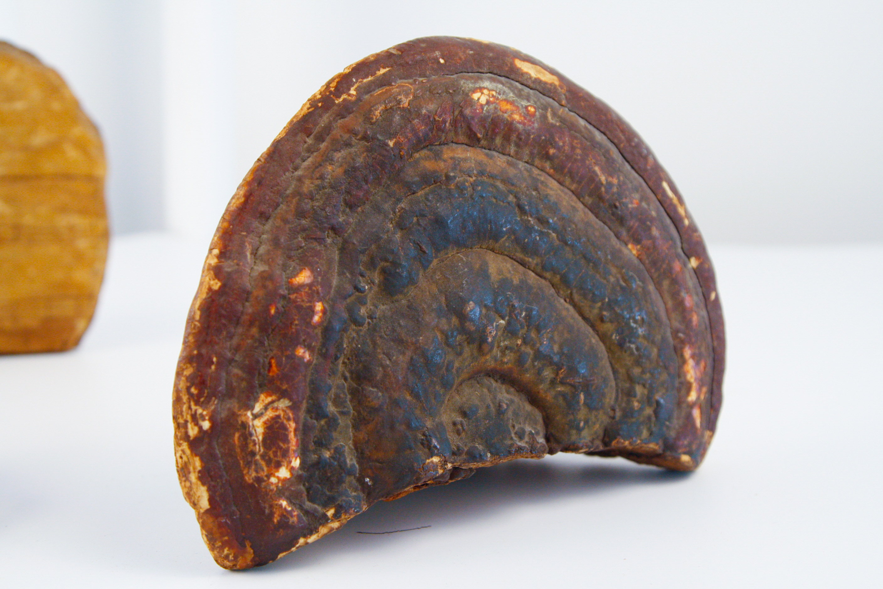 Collection of Tree Conk Art