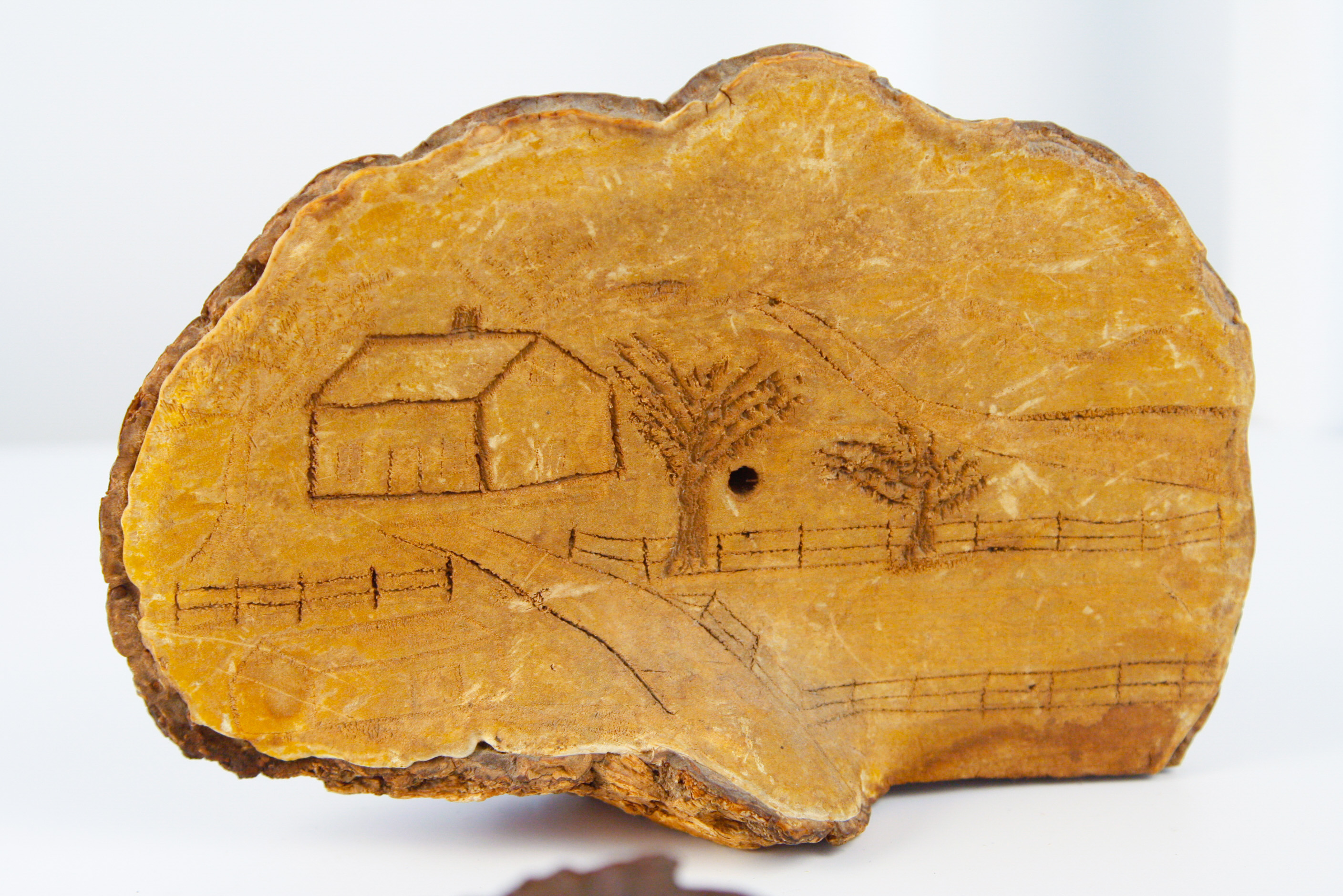 Collection of Tree Conk Art