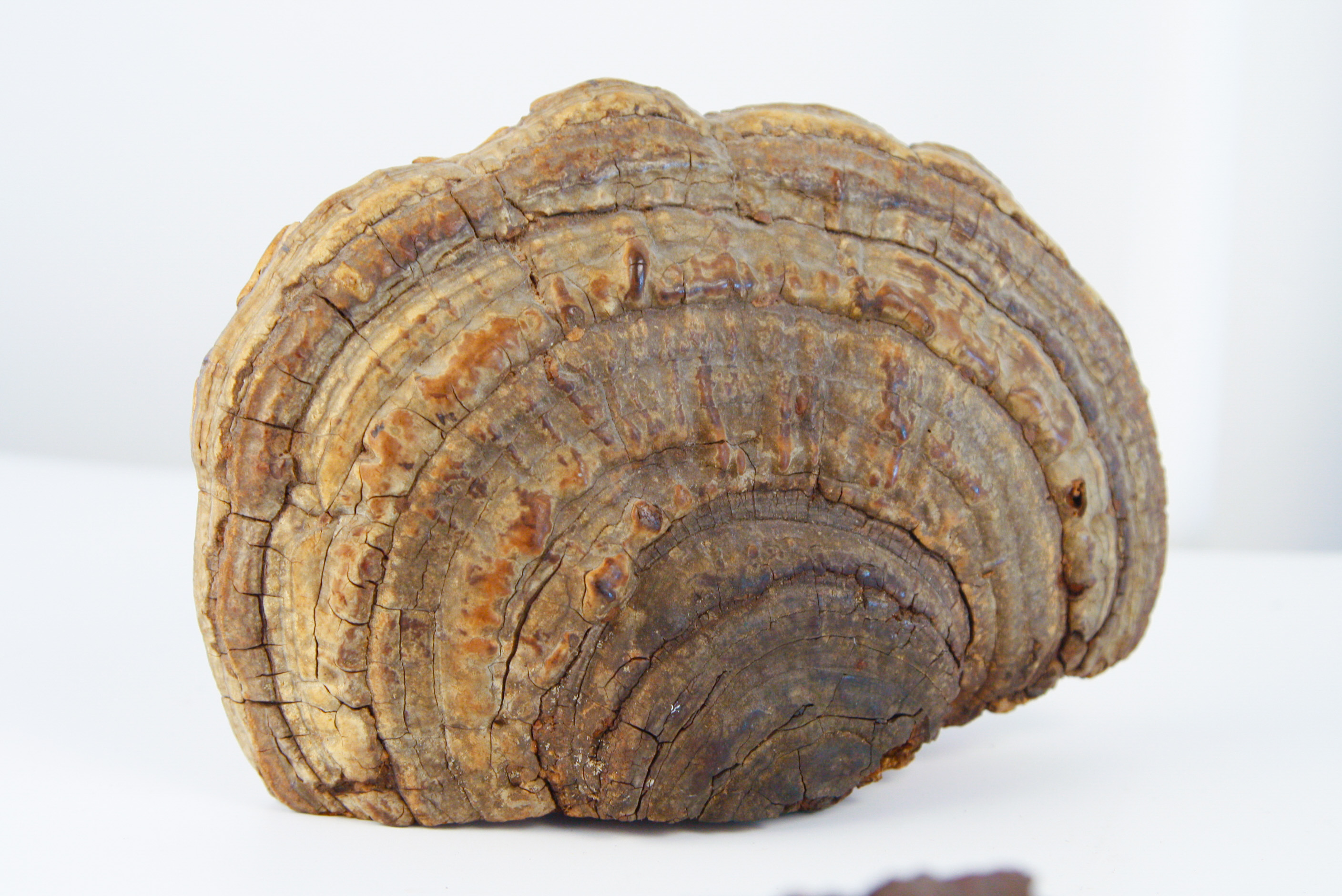 Collection of Tree Conk Art