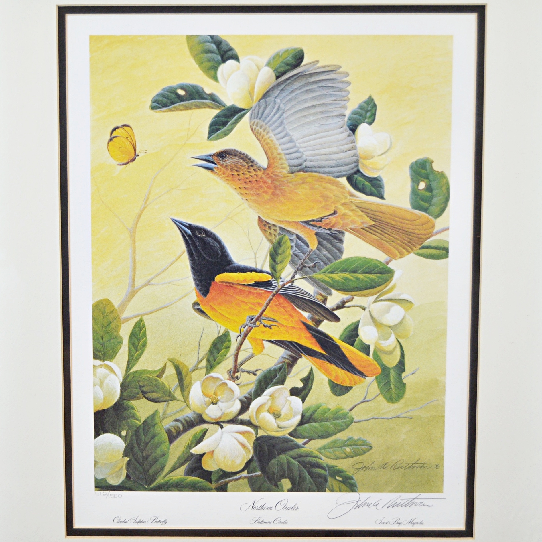 John Ruthven Limited Edition Offset Lithograph "Northern Orioles"