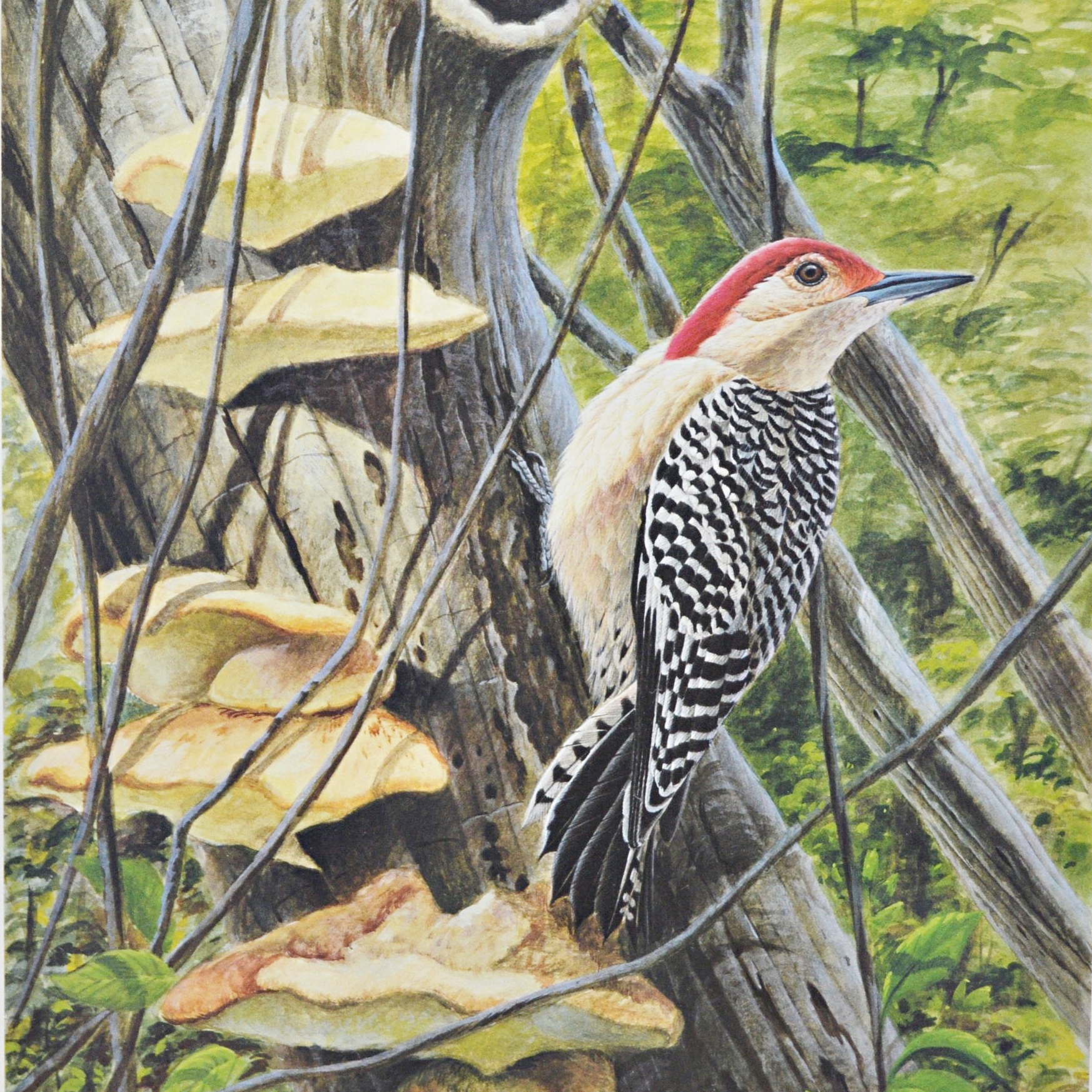 John Ruthven Limited Edition Offset Lithograph "Woodpecker"