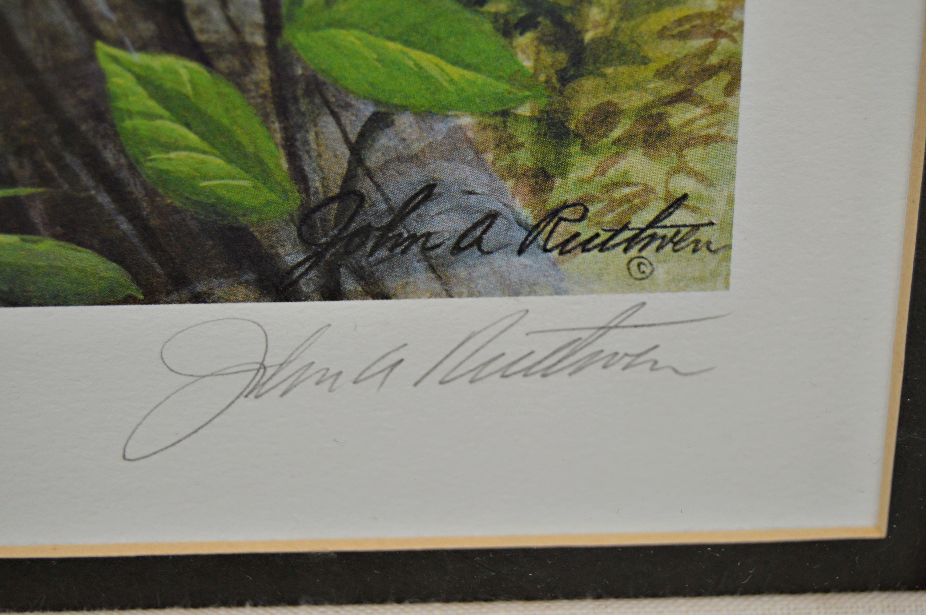 John Ruthven Limited Edition Offset Lithograph "Woodpecker"