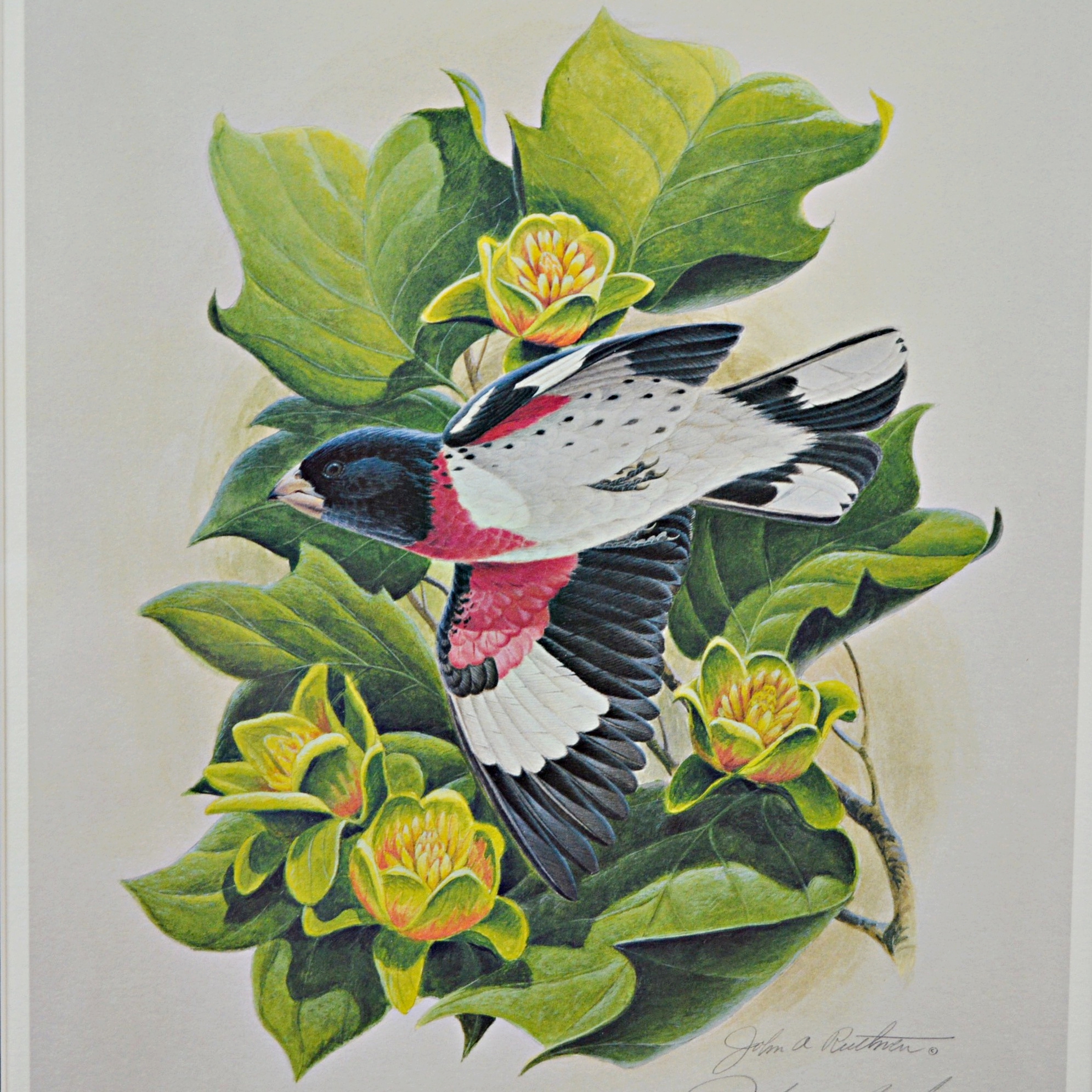 John Ruthven Offset Lithograph "Rose-breasted Grosbeak"