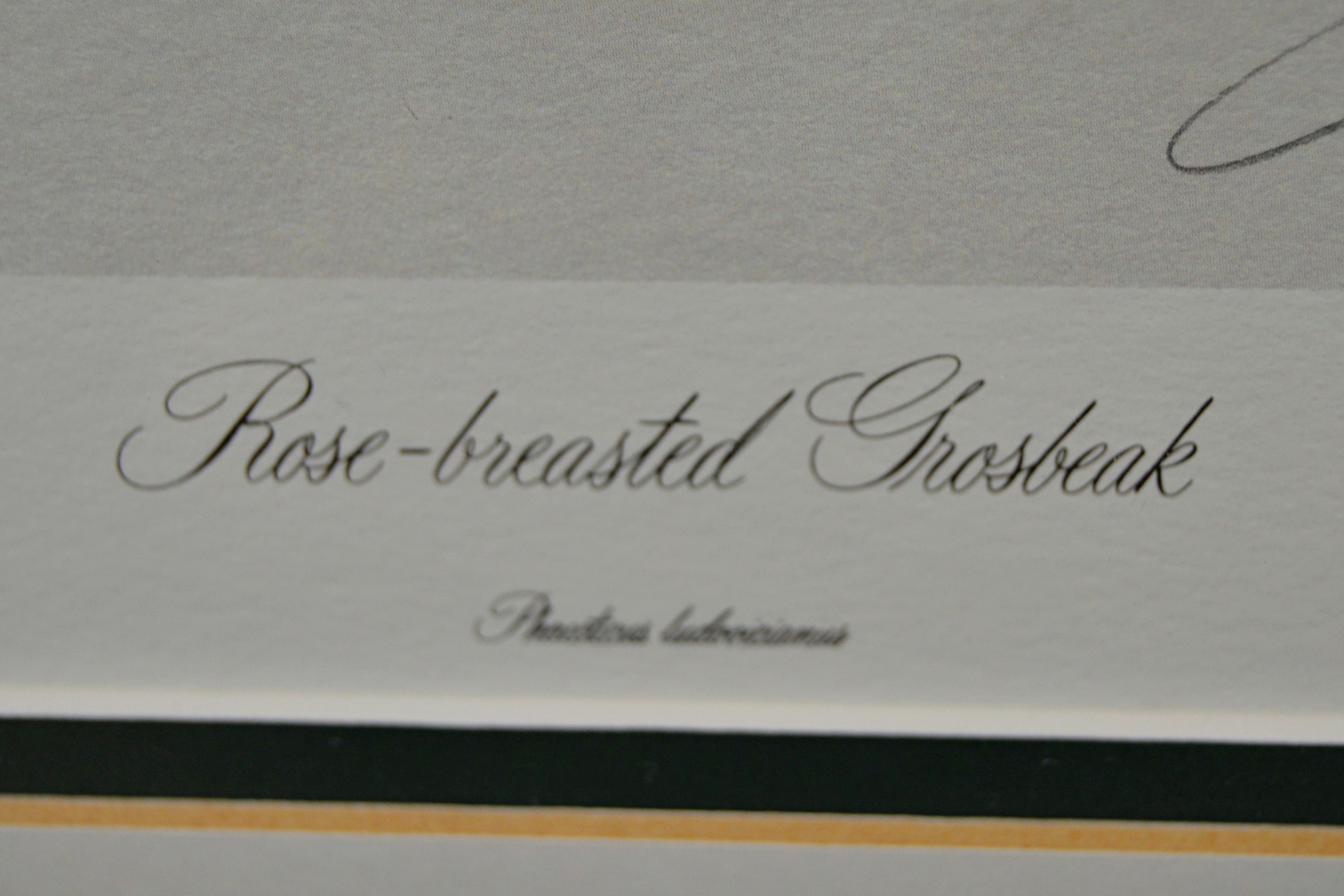 John Ruthven Offset Lithograph "Rose-breasted Grosbeak"