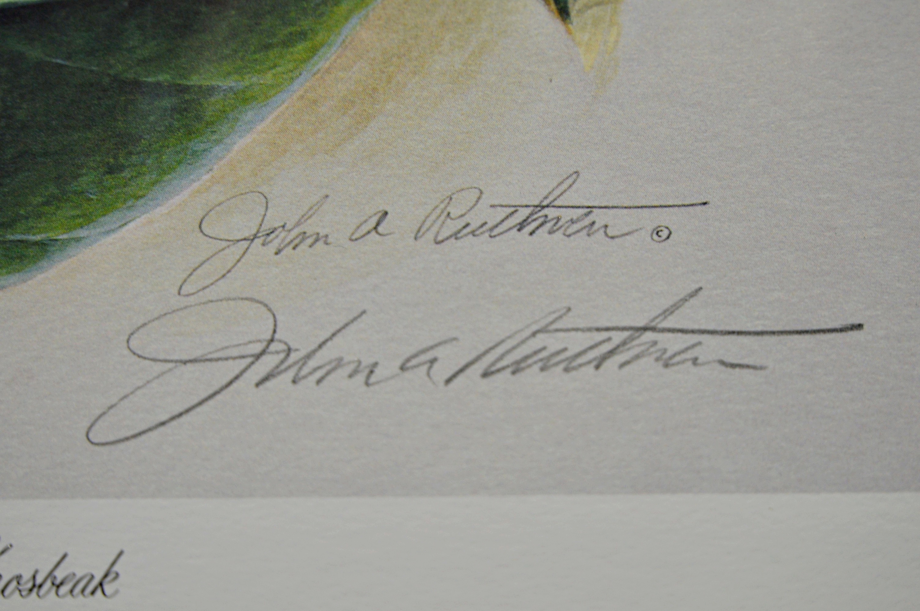 John Ruthven Offset Lithograph "Rose-breasted Grosbeak"