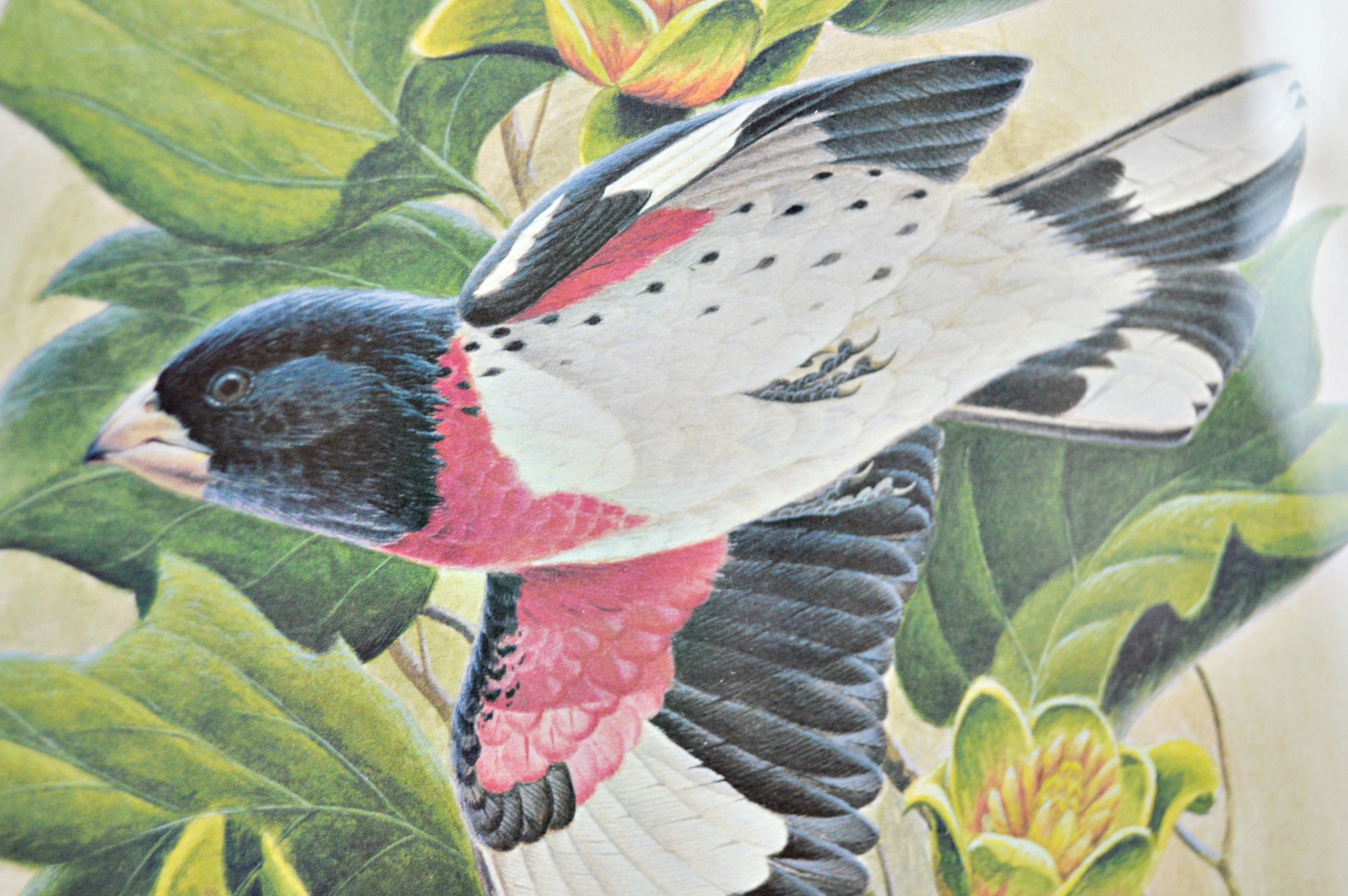 John Ruthven Offset Lithograph "Rose-breasted Grosbeak"