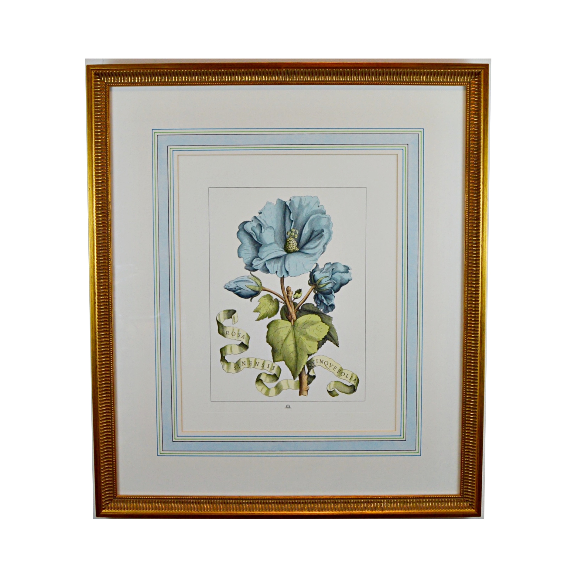 Vintage Botanical Print after Giovanni Battista Ferrari