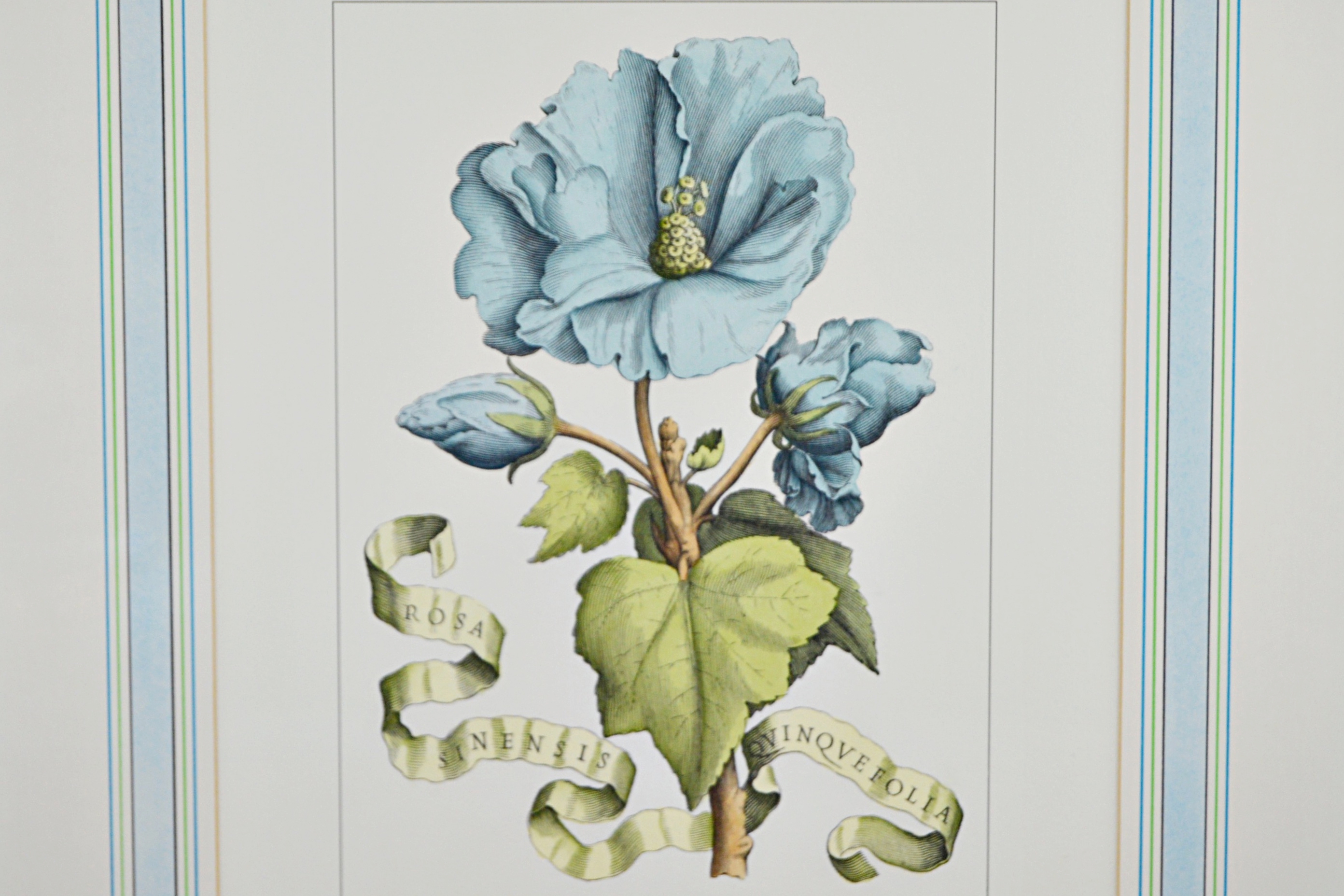 Vintage Botanical Print after Giovanni Battista Ferrari