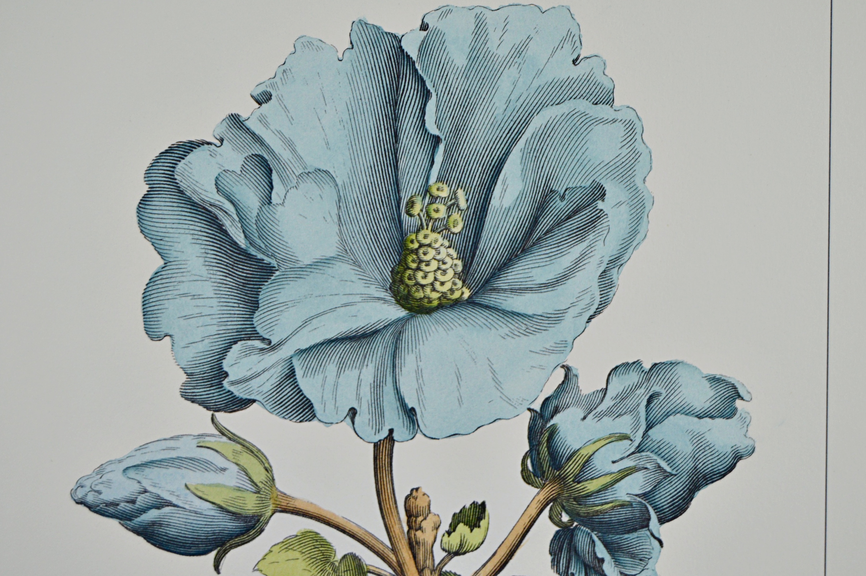 Vintage Botanical Print after Giovanni Battista Ferrari