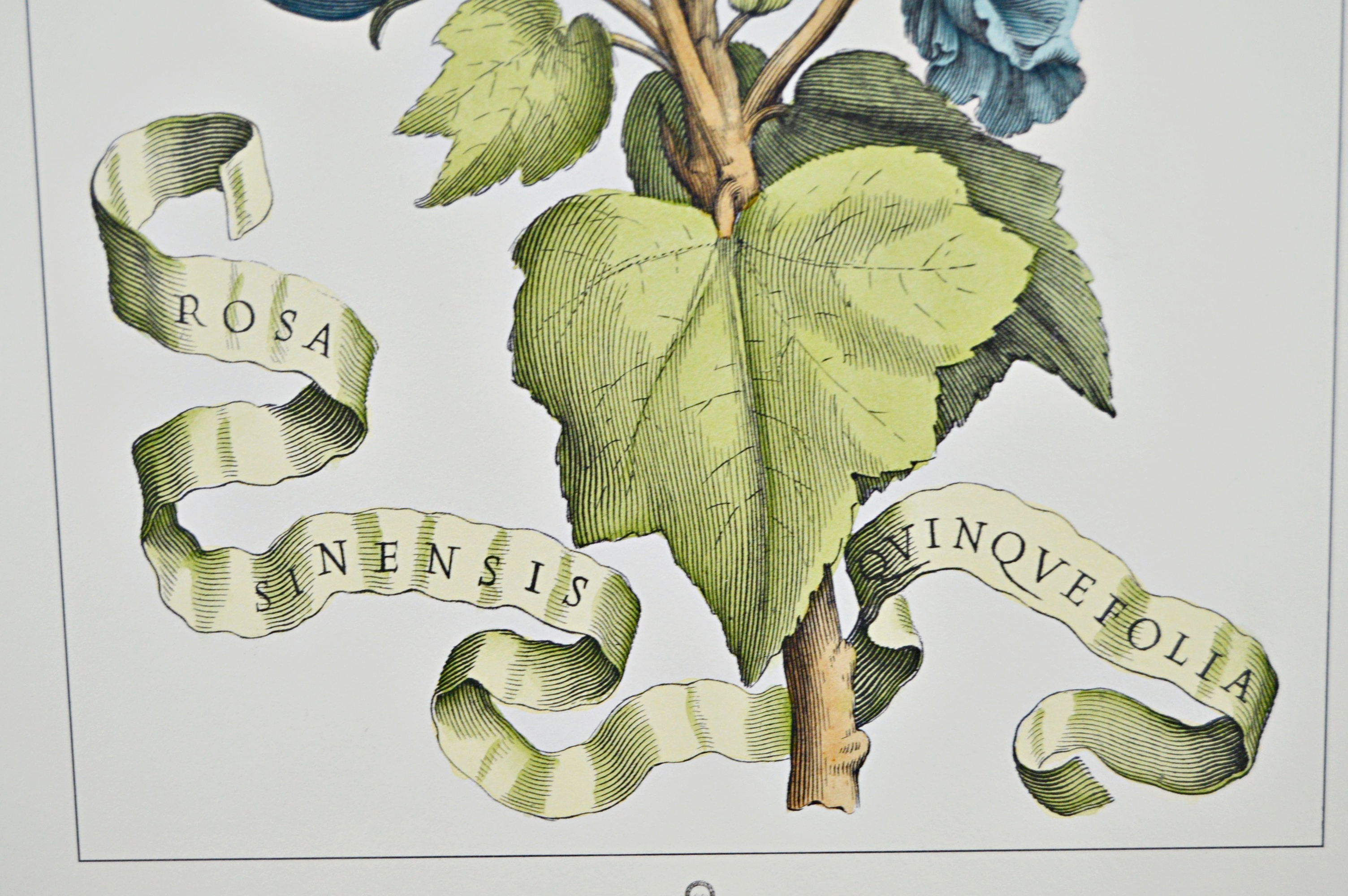 Vintage Botanical Print after Giovanni Battista Ferrari