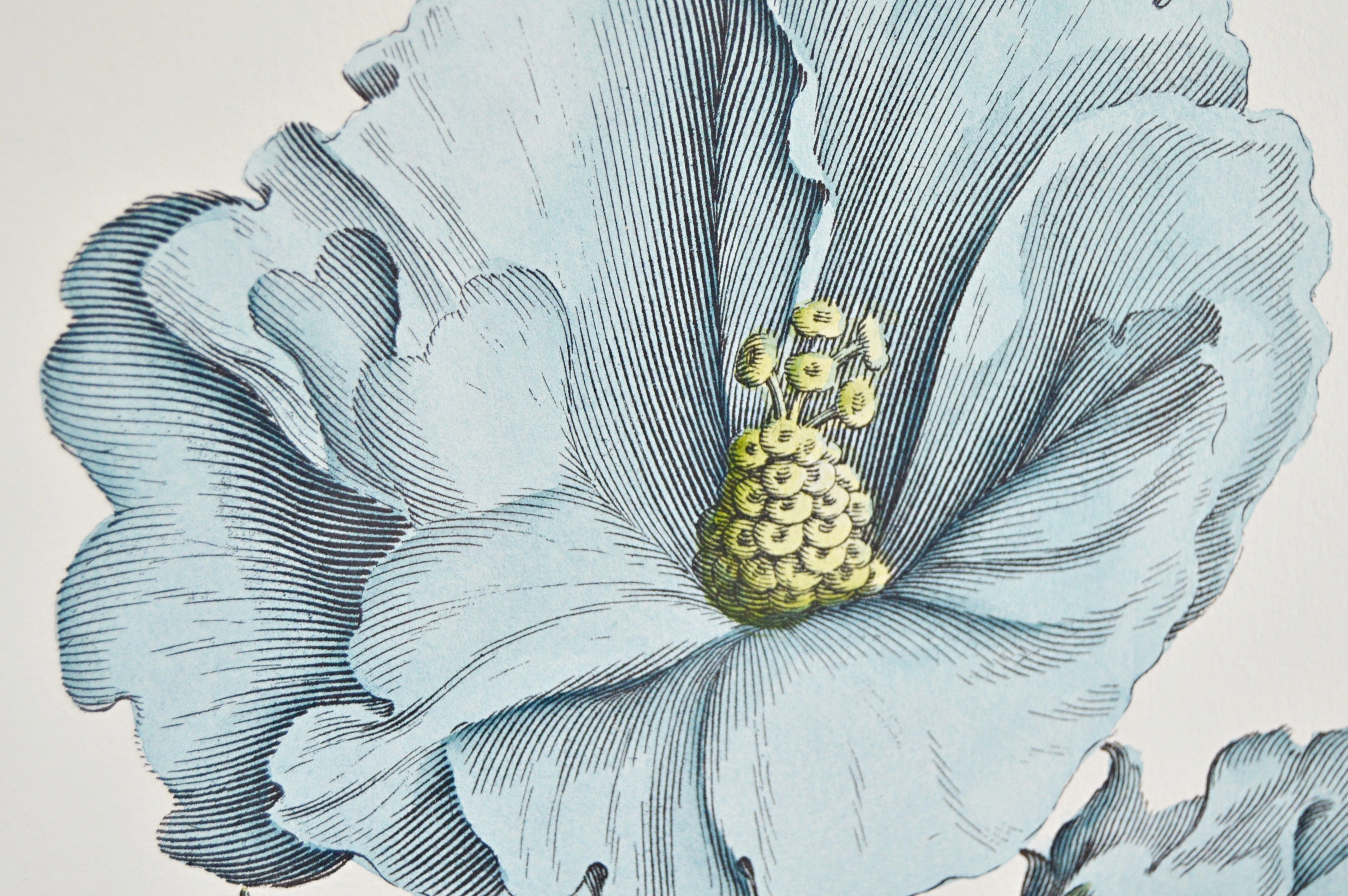 Vintage Botanical Print after Giovanni Battista Ferrari