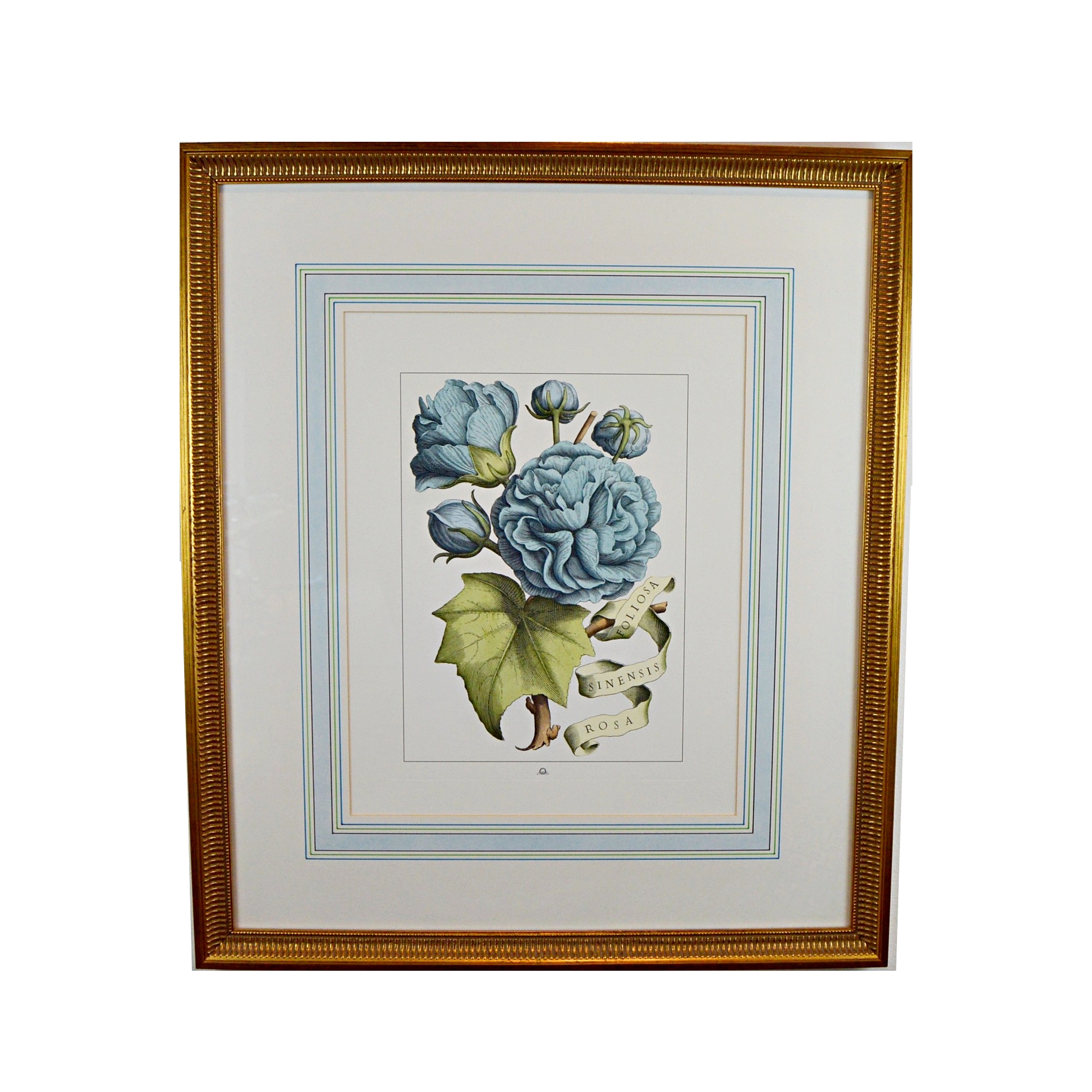 Vintage Botanical Print after Giovanni Battista Ferrari