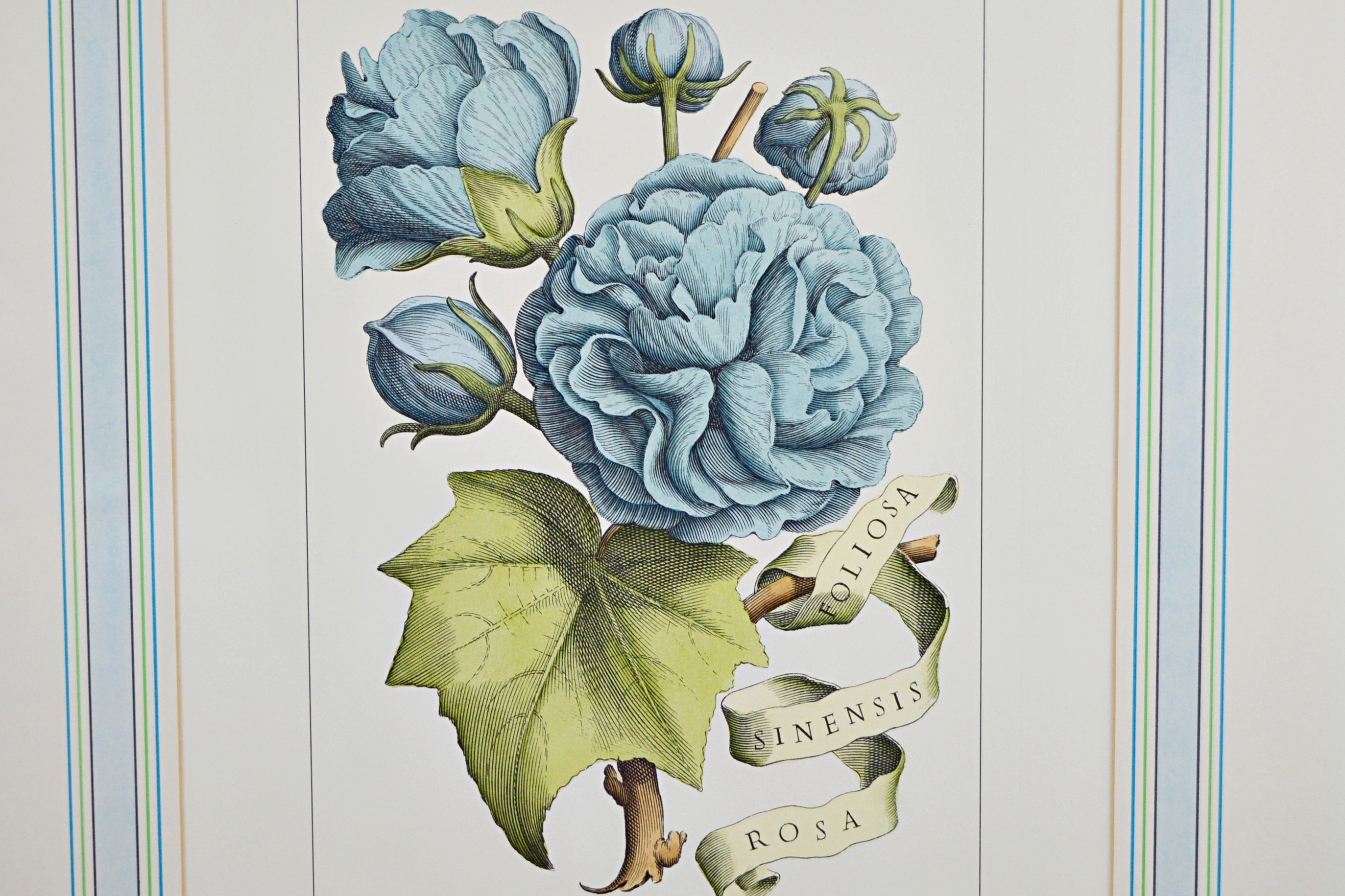 Vintage Botanical Print after Giovanni Battista Ferrari