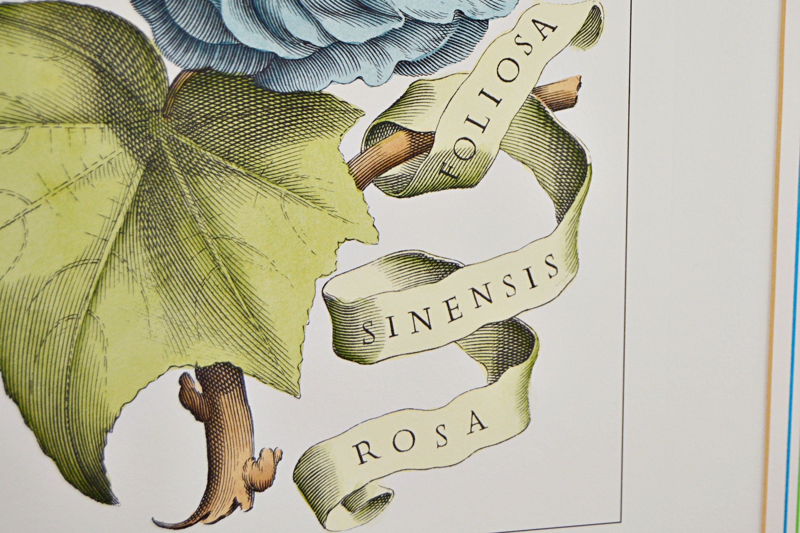 Vintage Botanical Print after Giovanni Battista Ferrari