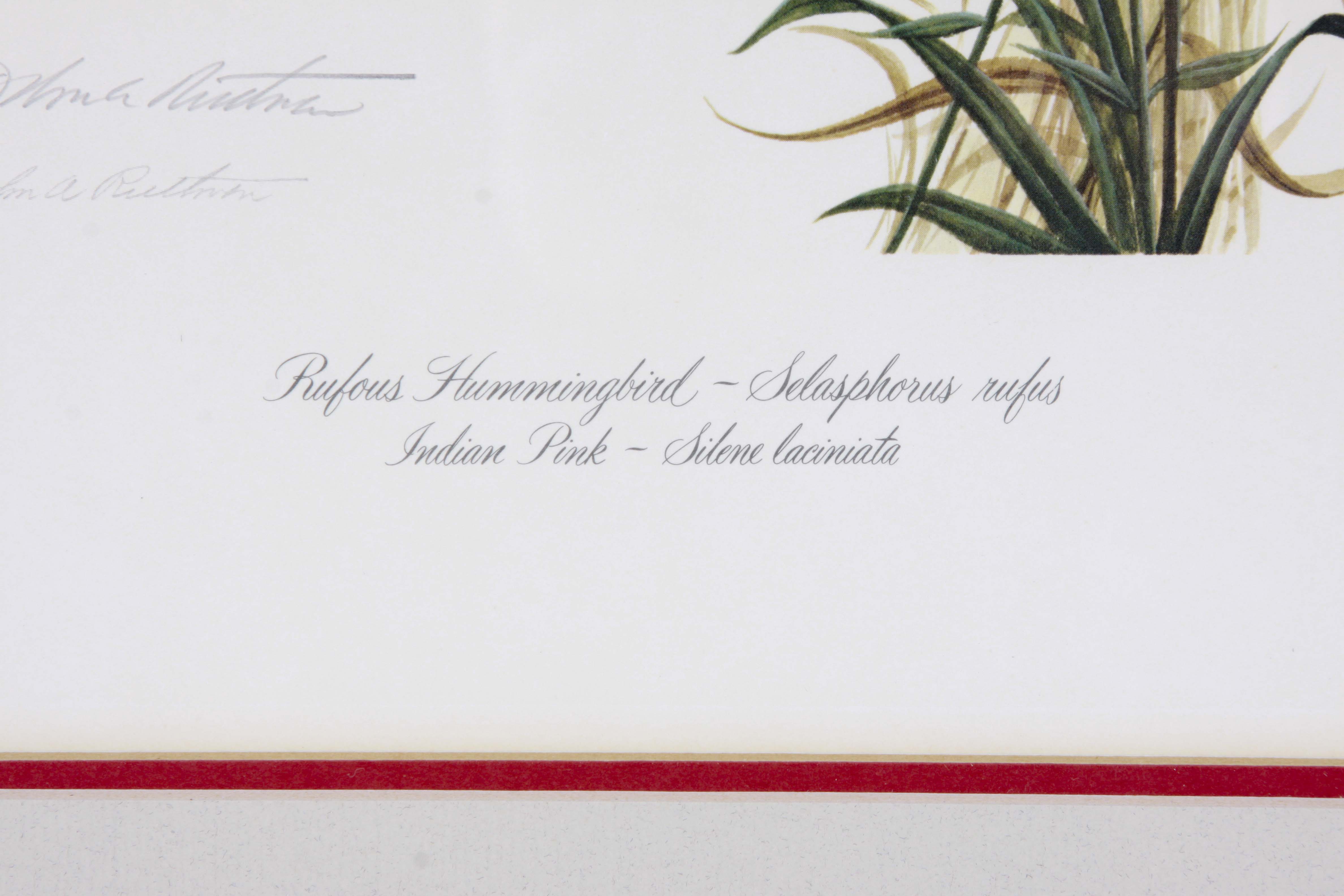 John Ruthven OffSet Lithograph "Rufous Hummingbird"