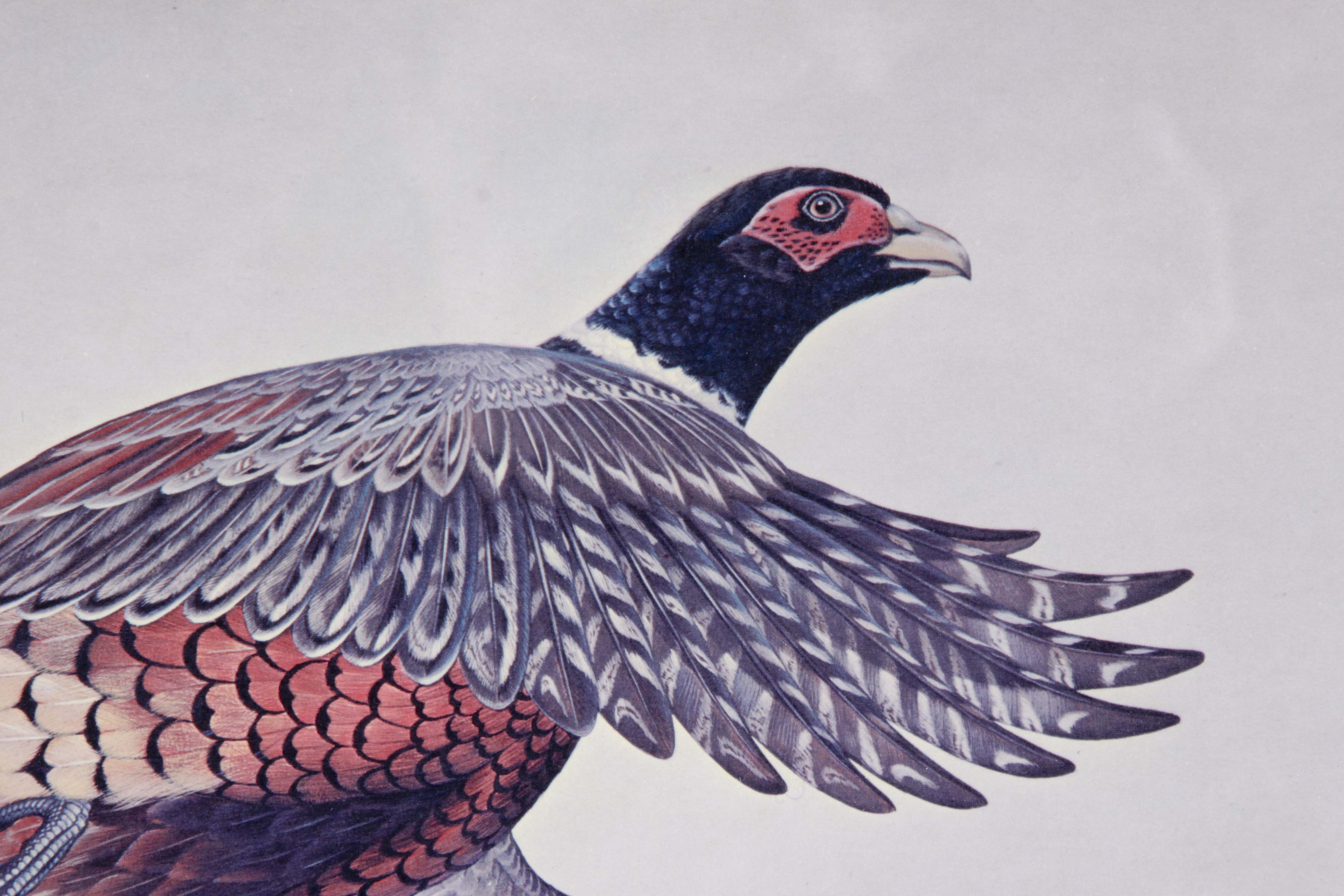 John Ruthven Offset Lithograph "Ring Necked Pheasant"