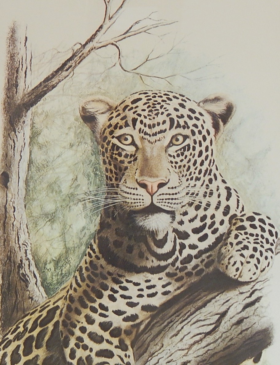 1976 Ralph S. Coventry Spotted Leopard Framed Print