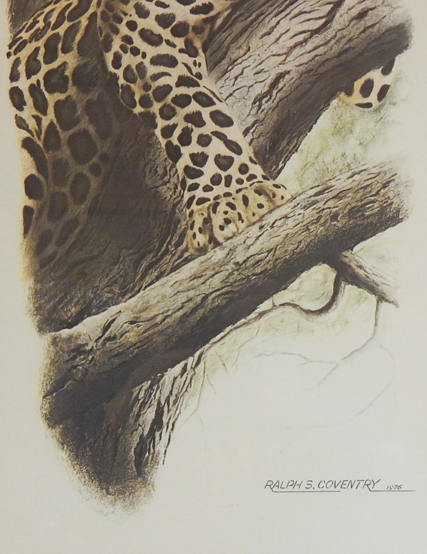 1976 Ralph S. Coventry Spotted Leopard Framed Print