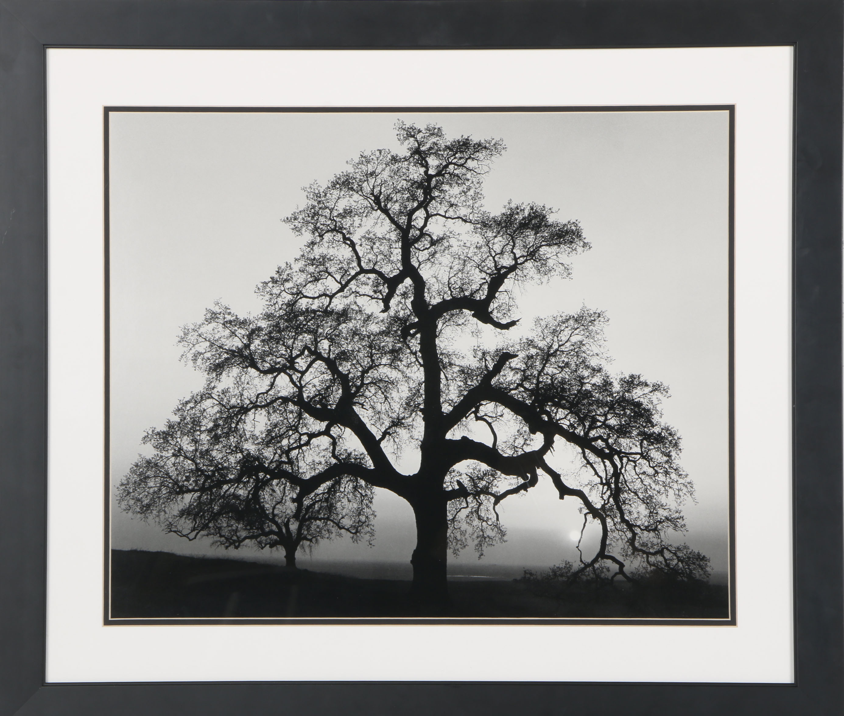 After Ansel Adams Photograph "Oak Tree, Sunset City, California, 1932"