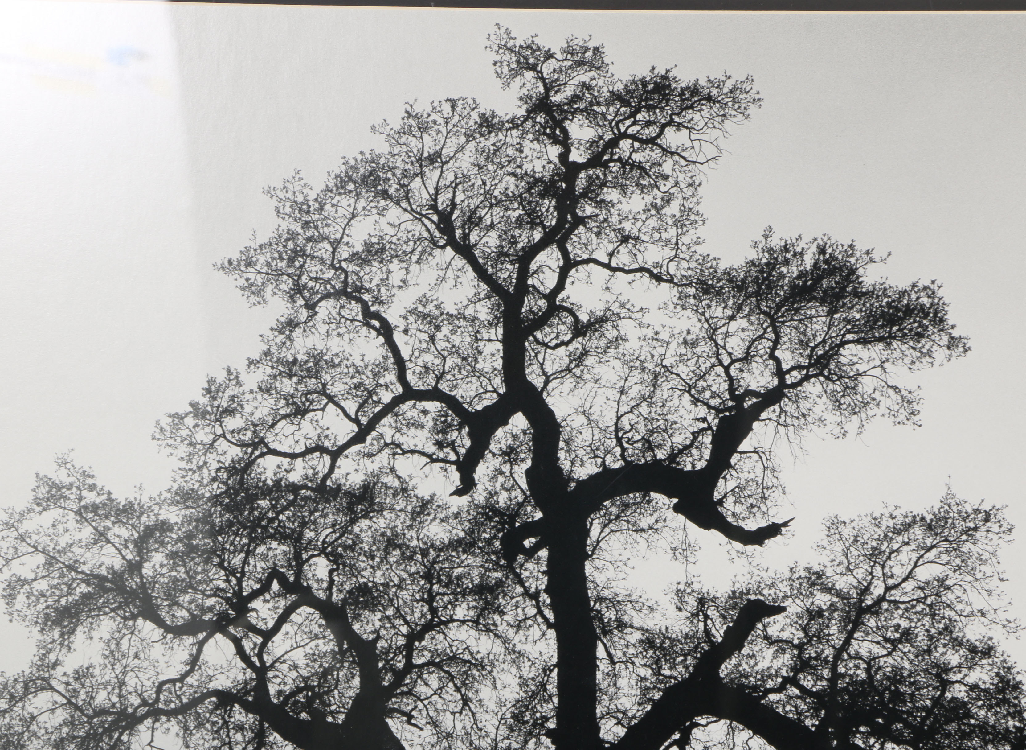 After Ansel Adams Photograph "Oak Tree, Sunset City, California, 1932"