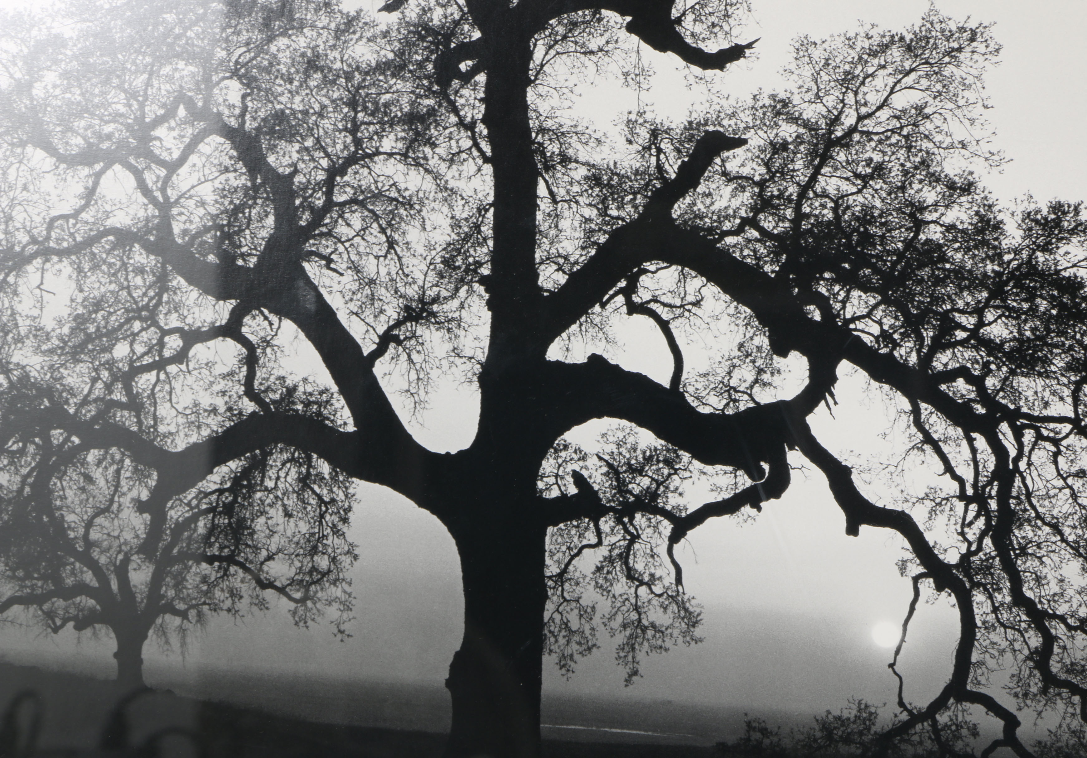 After Ansel Adams Photograph "Oak Tree, Sunset City, California, 1932"