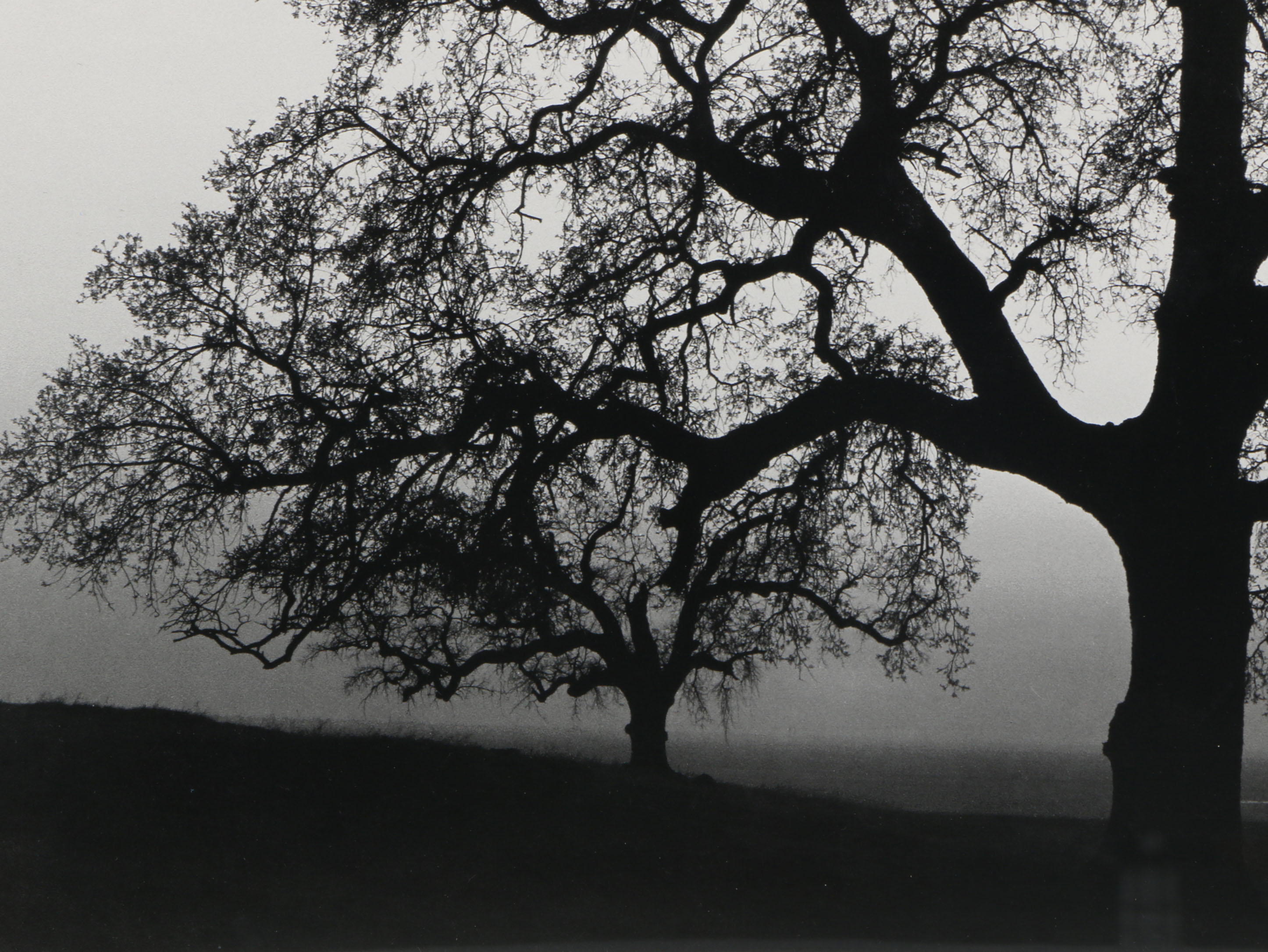 After Ansel Adams Photograph "Oak Tree, Sunset City, California, 1932"