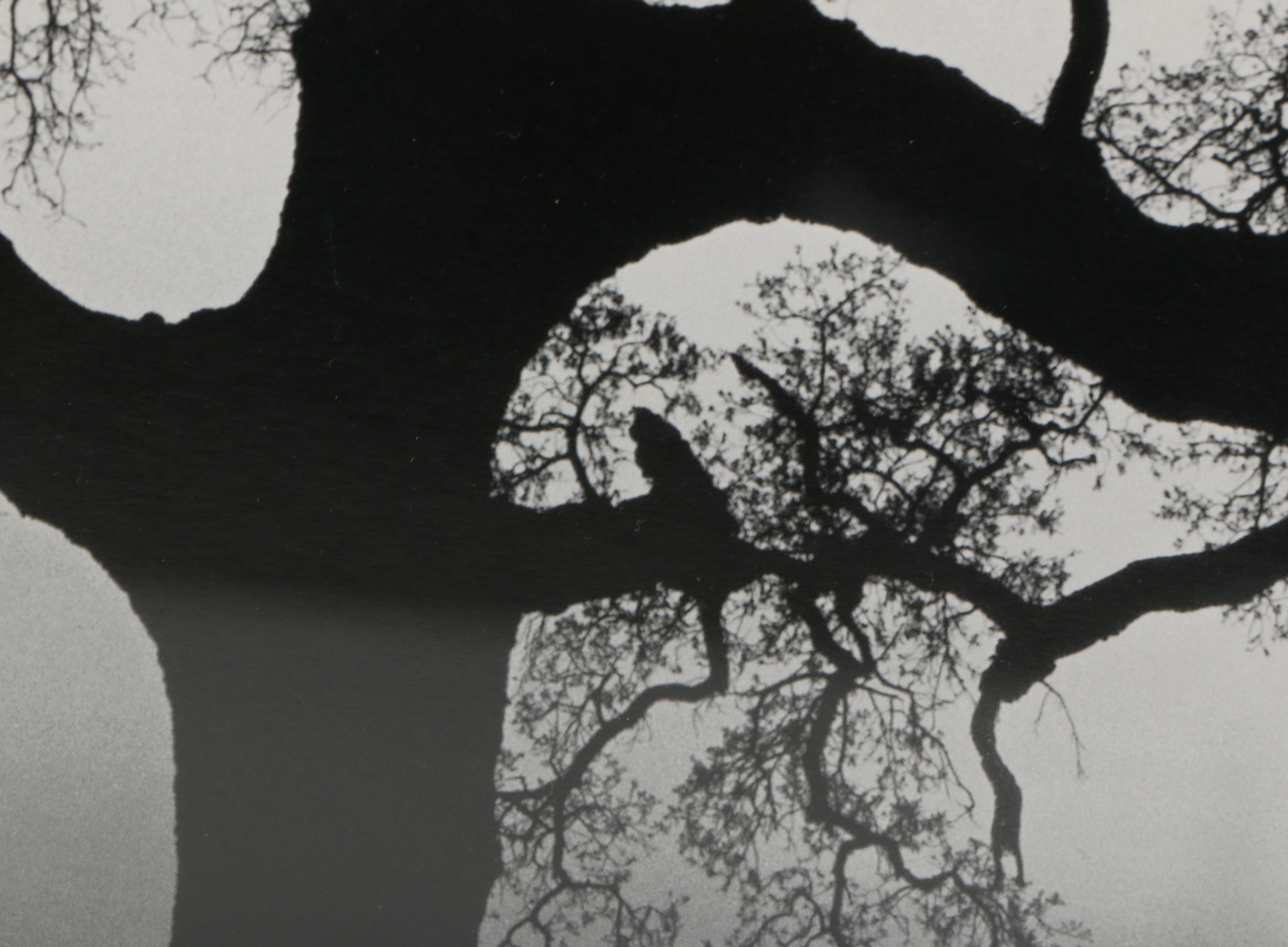 After Ansel Adams Photograph "Oak Tree, Sunset City, California, 1932"