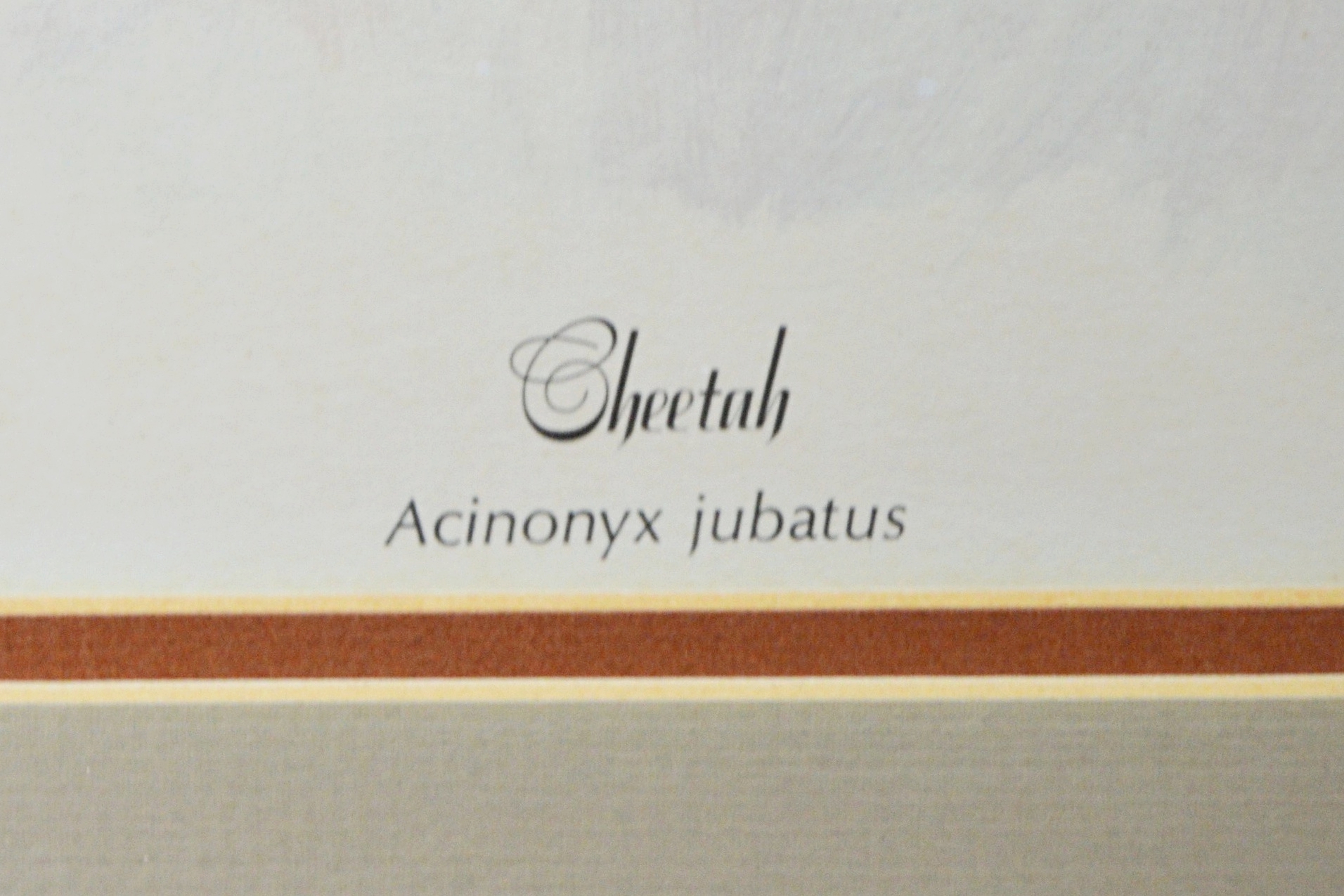 Les LeFevre Limited Edition Offset Lithograph "Cheetah"