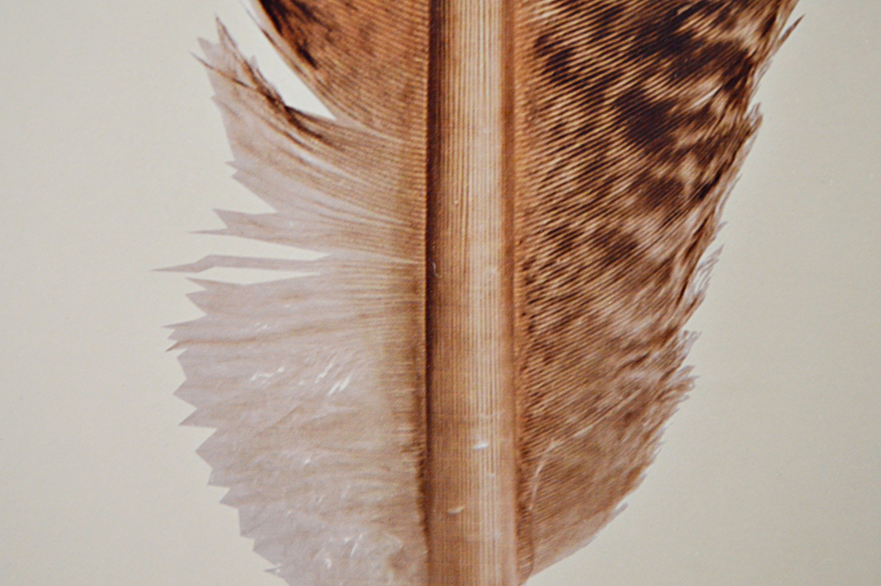 Large Scale Feather Offset Lithograph