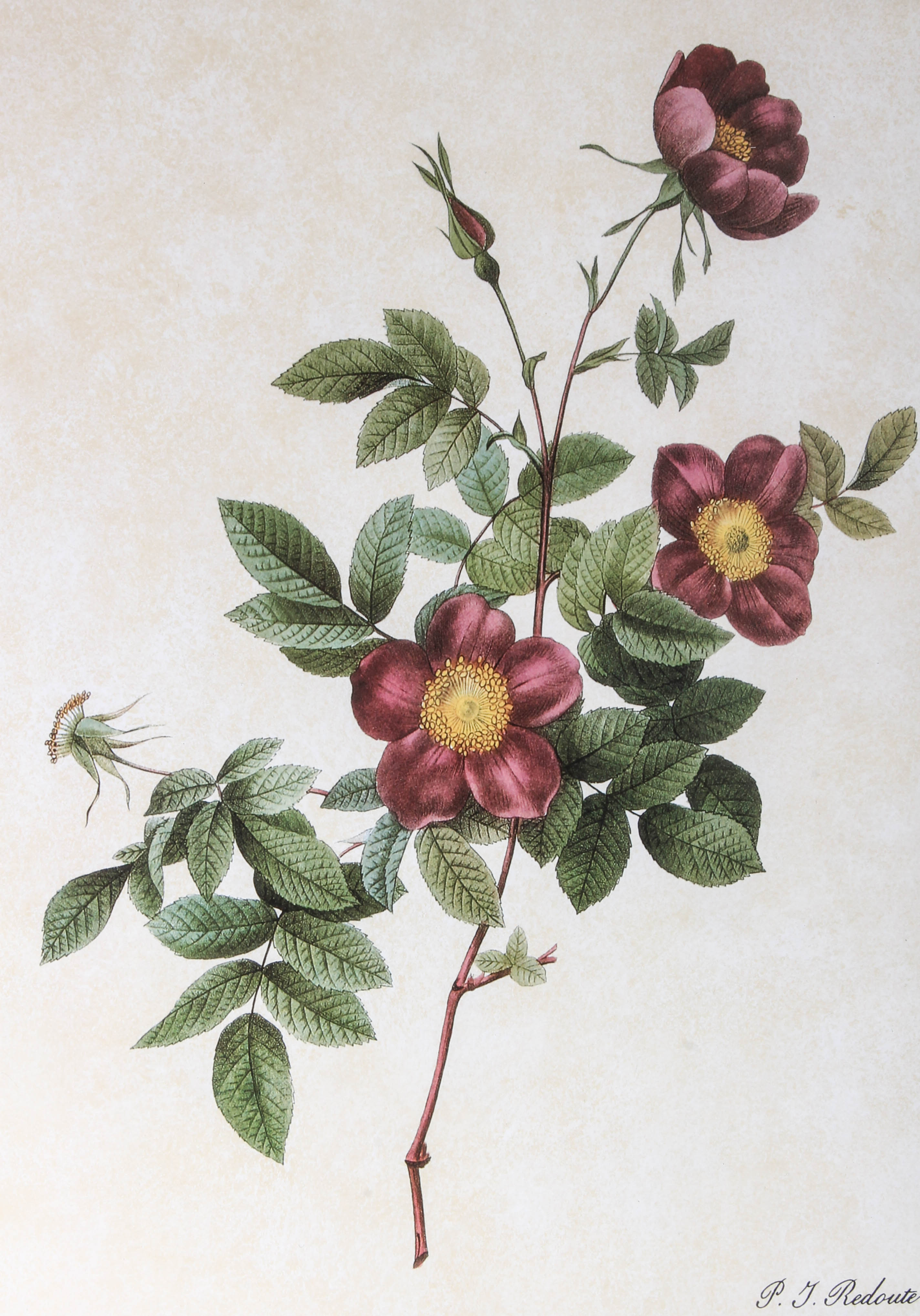 Pair of Floral Framed Prints