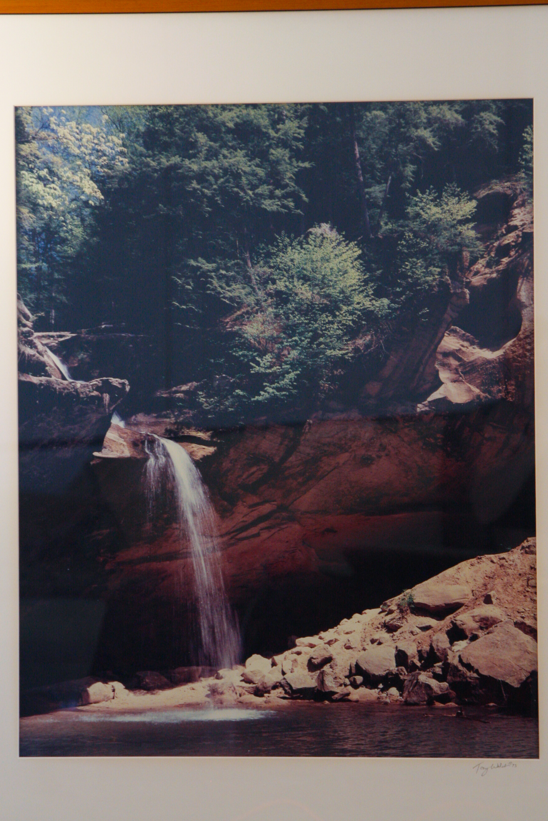 Pair of Large Tony Walsh Photographic Nature Prints