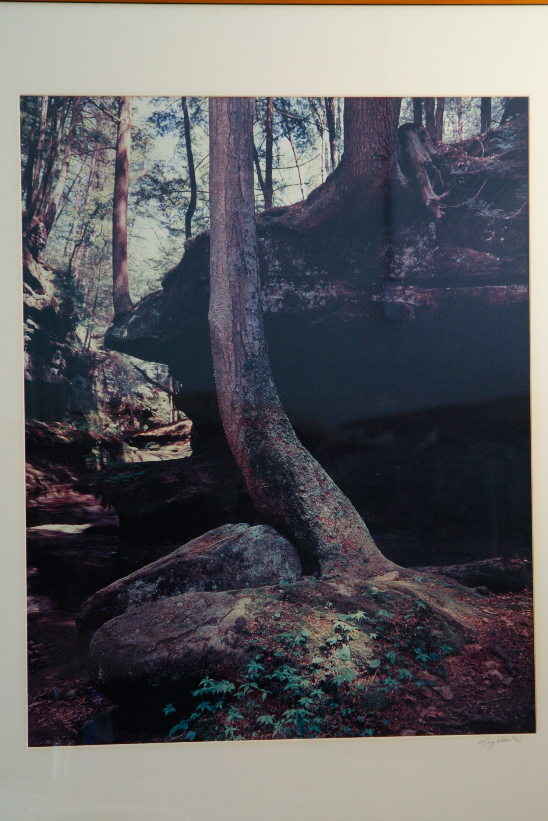 Pair of Large Tony Walsh Photographic Nature Prints