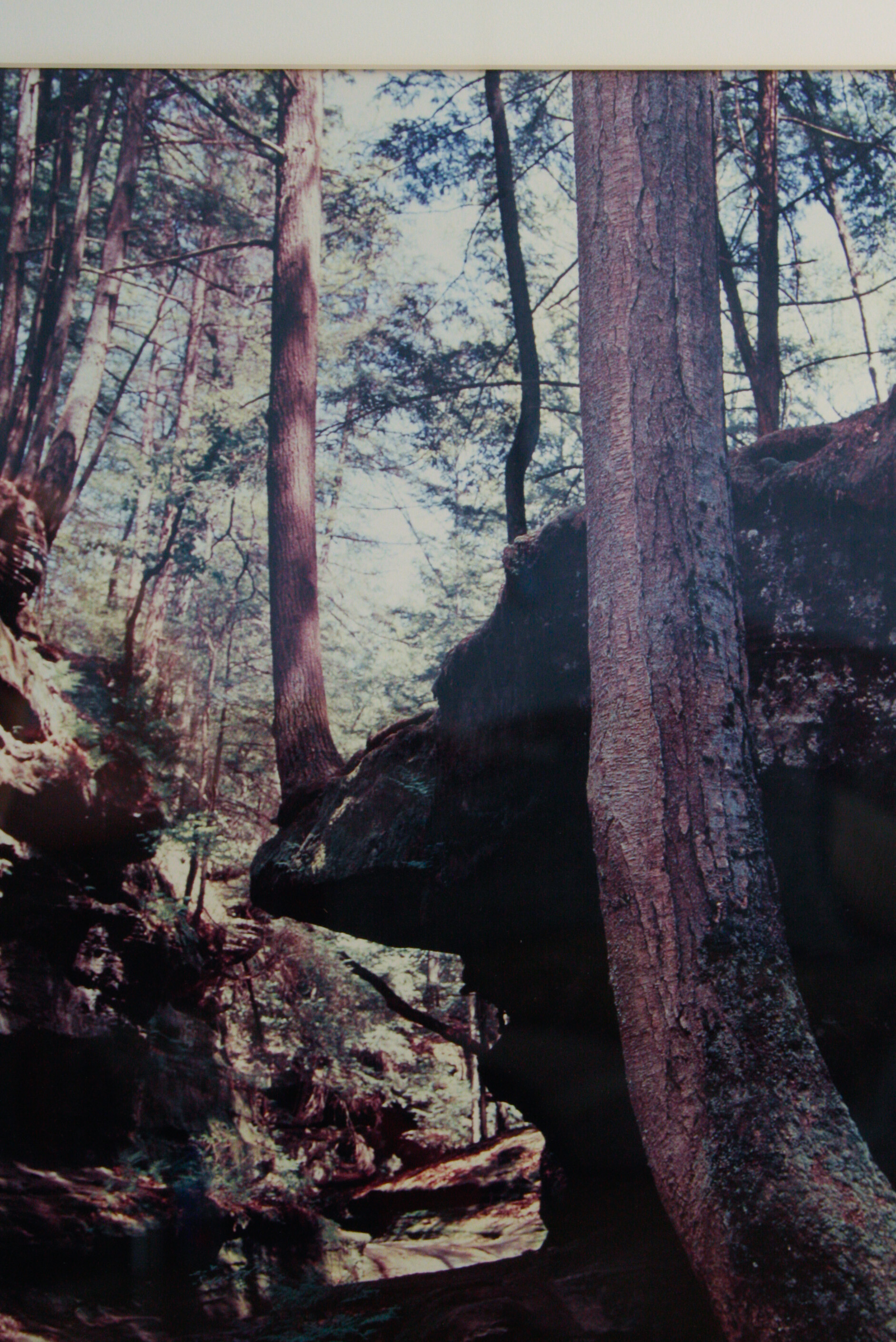 Pair of Large Tony Walsh Photographic Nature Prints