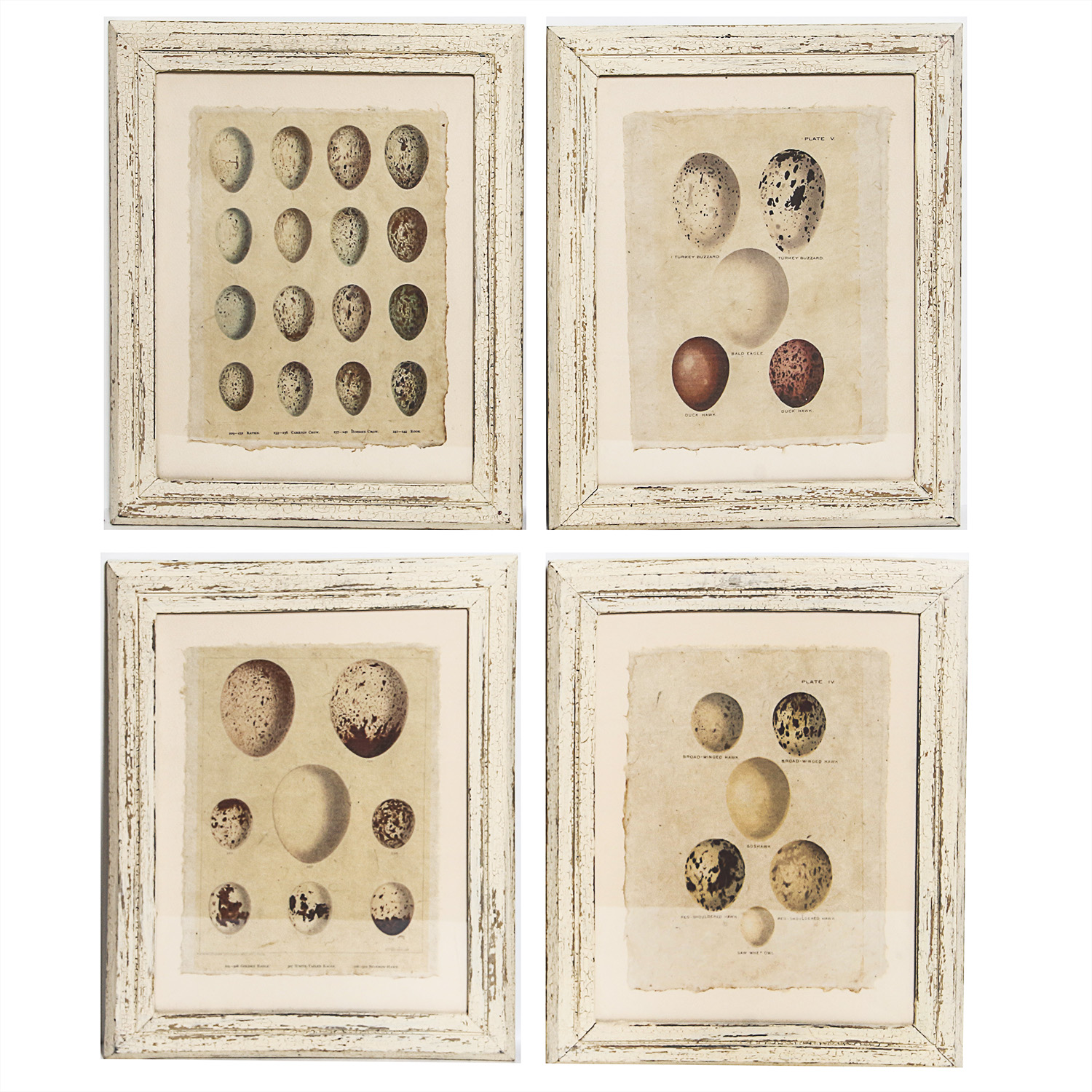 Set of Framed Vintage Lithograph Bird Egg Prints by J.W. Frohawk