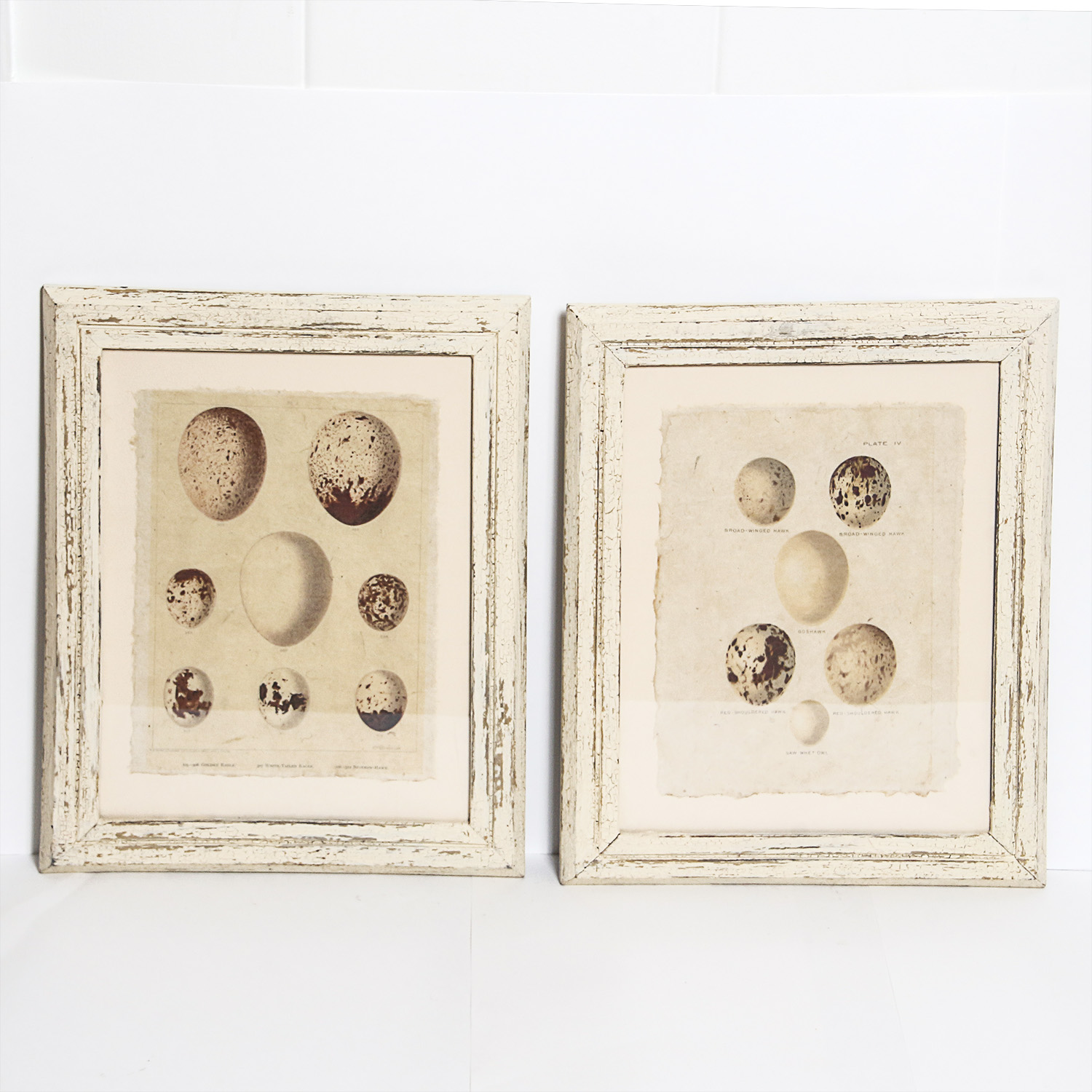 Set of Framed Vintage Lithograph Bird Egg Prints by J.W. Frohawk