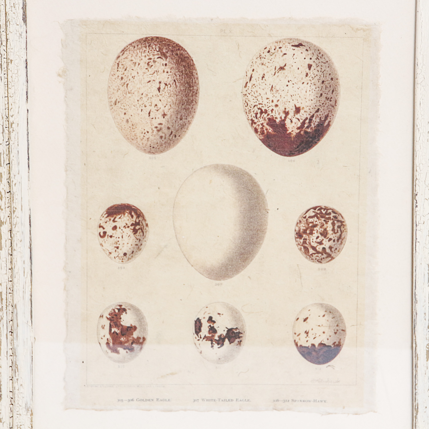 Set of Framed Vintage Lithograph Bird Egg Prints by J.W. Frohawk