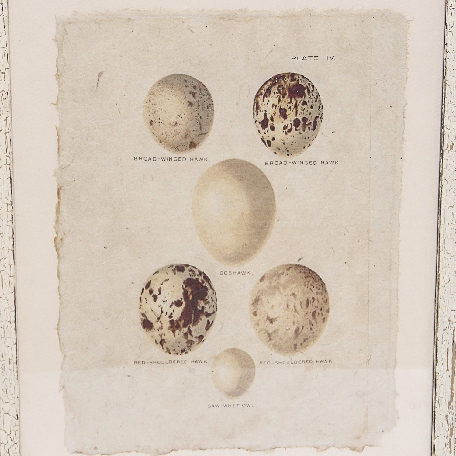 Set of Framed Vintage Lithograph Bird Egg Prints by J.W. Frohawk