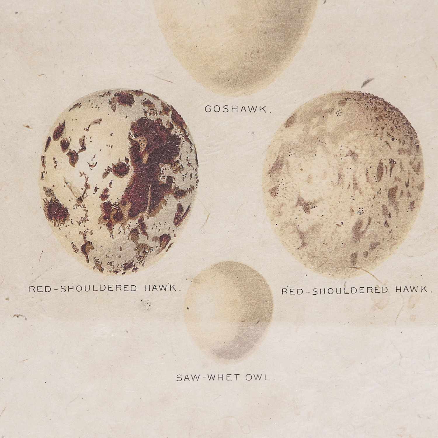 Set of Framed Vintage Lithograph Bird Egg Prints by J.W. Frohawk