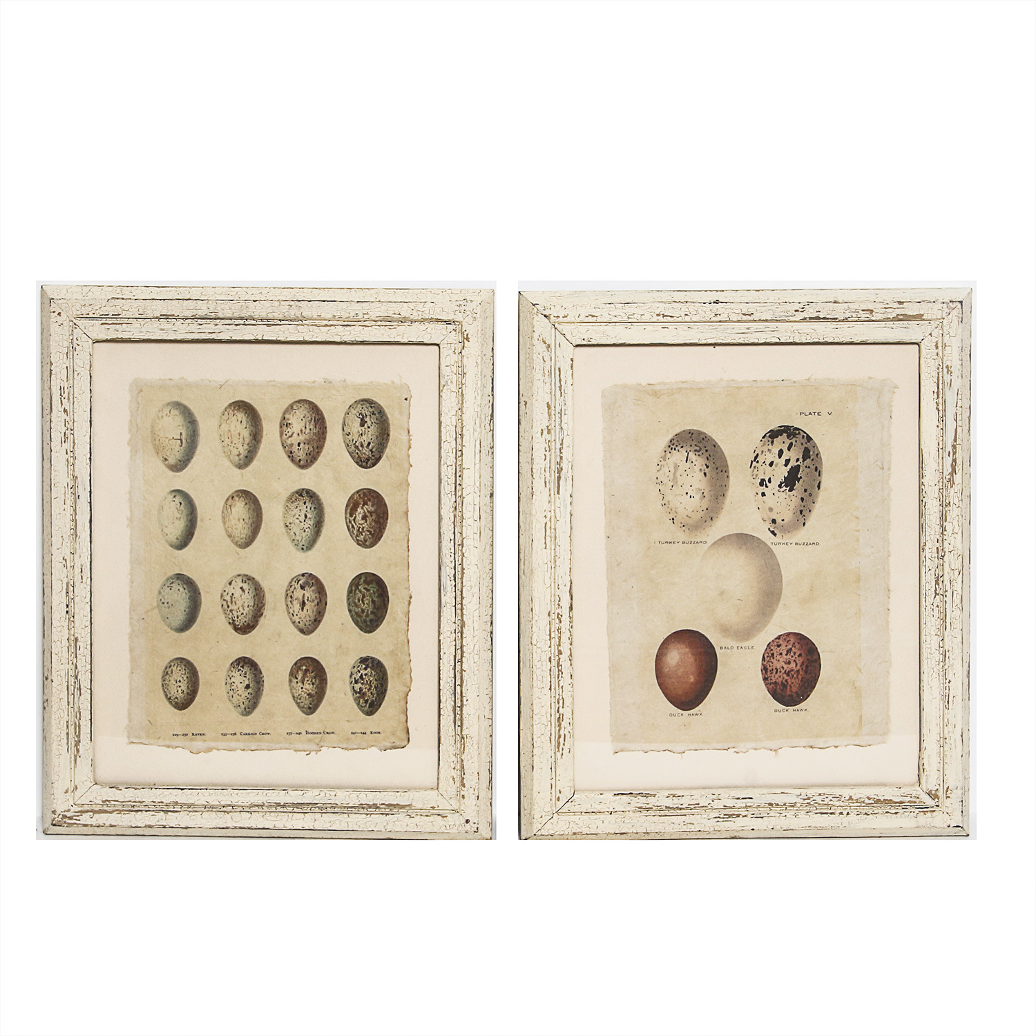 Set of Framed Vintage Lithograph Bird Egg Prints by J.W. Frohawk