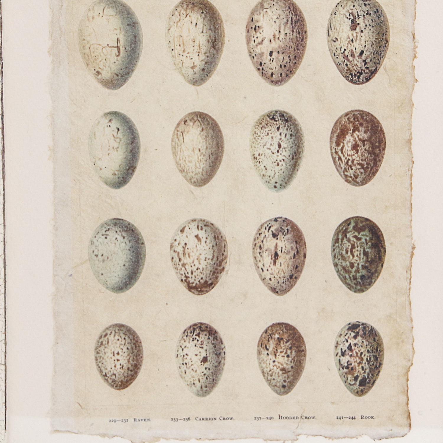 Set of Framed Vintage Lithograph Bird Egg Prints by J.W. Frohawk