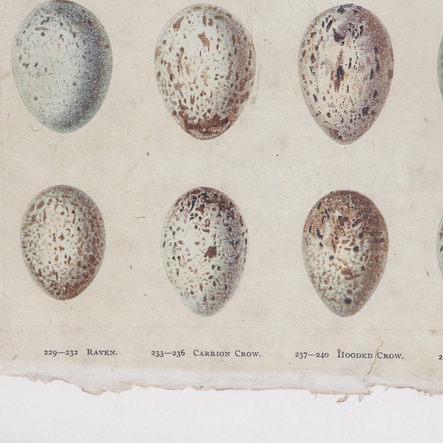 Set of Framed Vintage Lithograph Bird Egg Prints by J.W. Frohawk